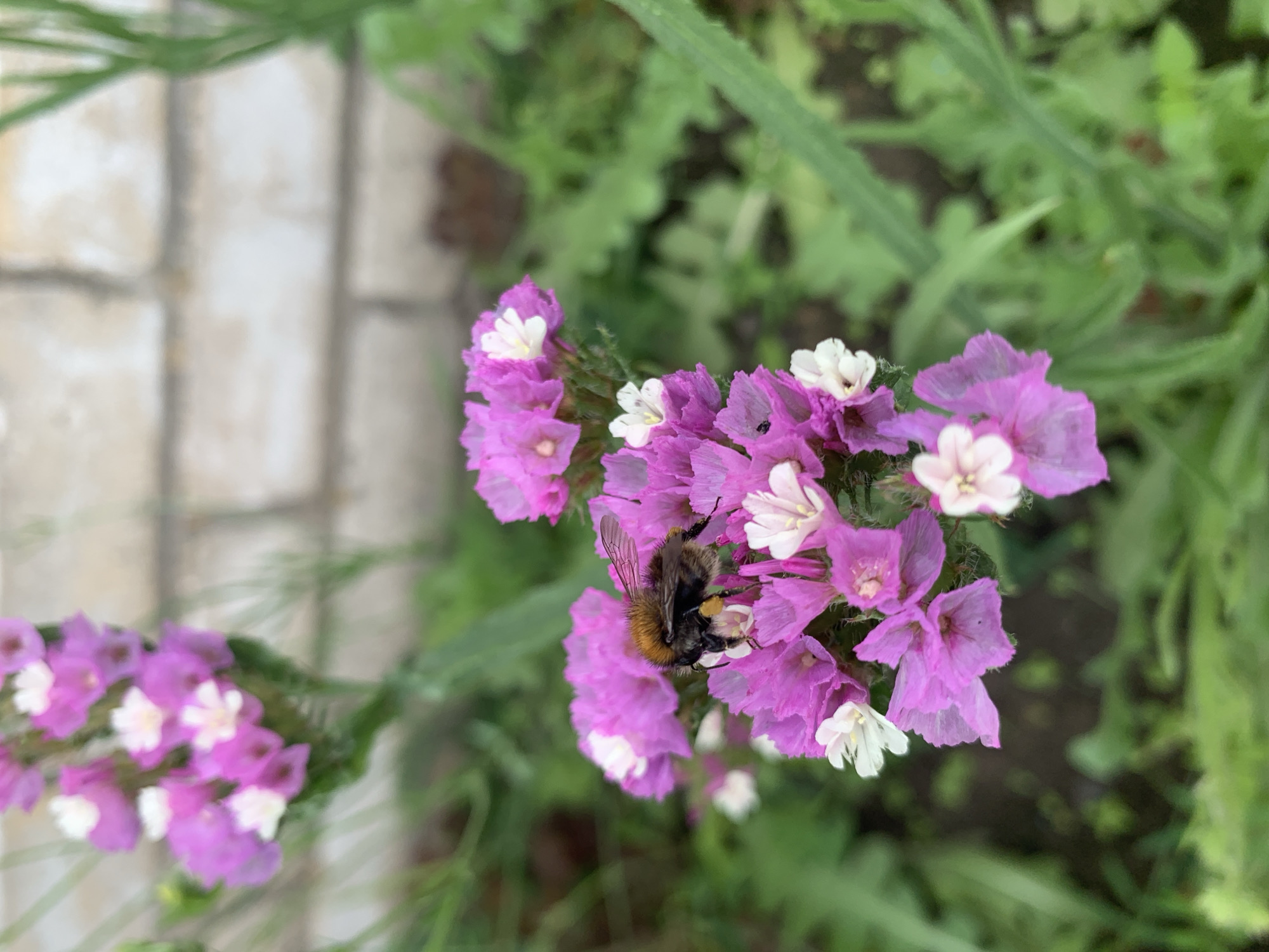 A close-up, slightly blurry photograph captures a bumblebee actively collecting nectar from a cluster of small, pink statice flowers. The bumblebee is predominantly brown and black, with visible fuzzy hairs and yellow markings on its abdomen. It is positioned on the central cluster of flowers, with its head dipped into one of the blooms. The flowers themselves have delicate, papery petals and some also feature small white centers. In the background, out-of-focus greenery and a section of light-colored brick wall are visible, suggesting an outdoor setting in a garden or near a building. The image does not show any people. The location is noted as Відзаўскі сельскі Савет, Belarus.