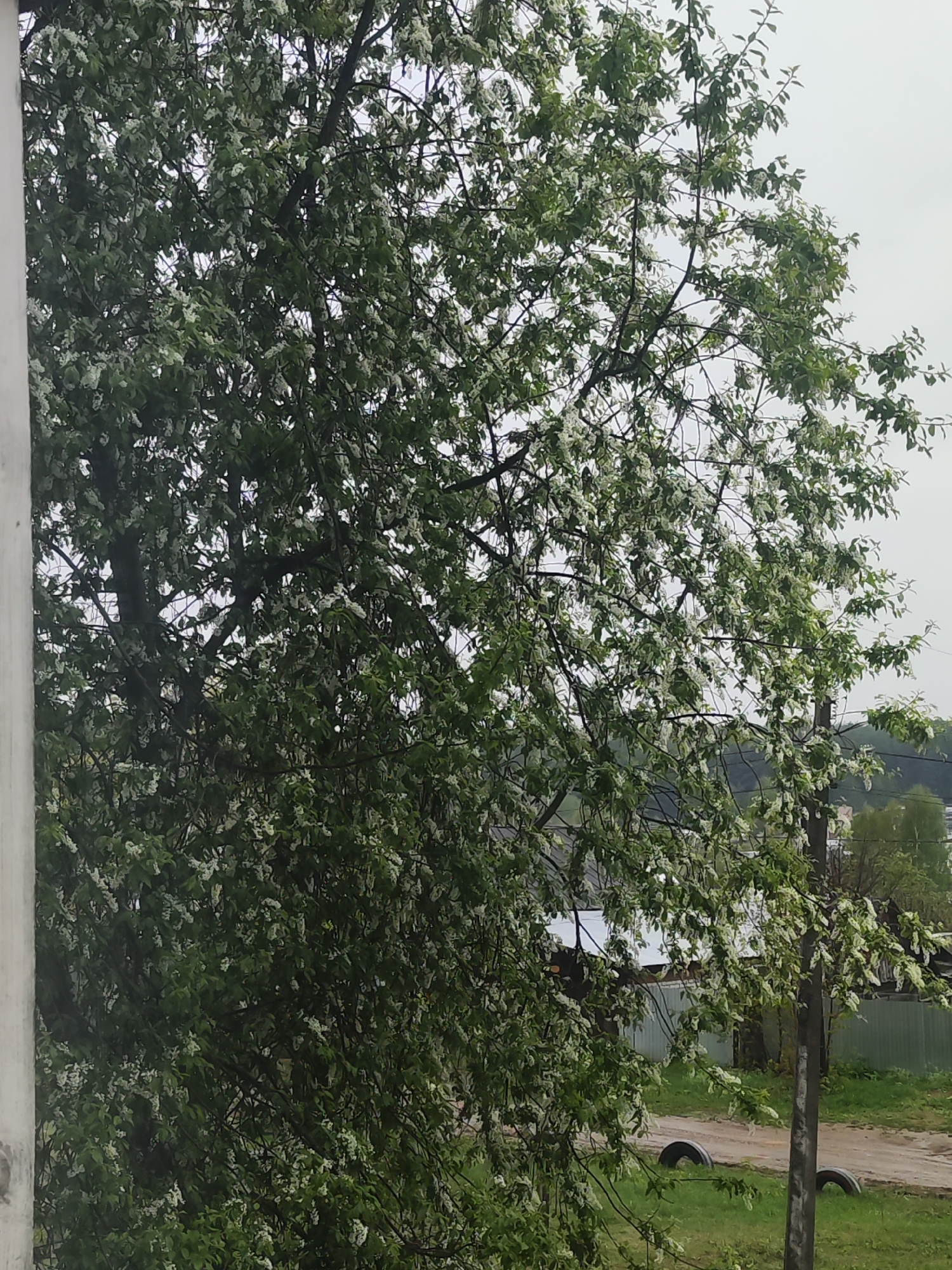 The image shows a tree with green leaves and small white flowers filling most of the frame. The tree is positioned in front of a scene that includes houses, a road, and a grassy area. The sky is overcast and grey. There is a utility pole and what appears to be old tires on the ground in the background. The location is identified as Chaikovsky, Russia. The photograph is taken from indoors, as a window frame is visible on the left.
