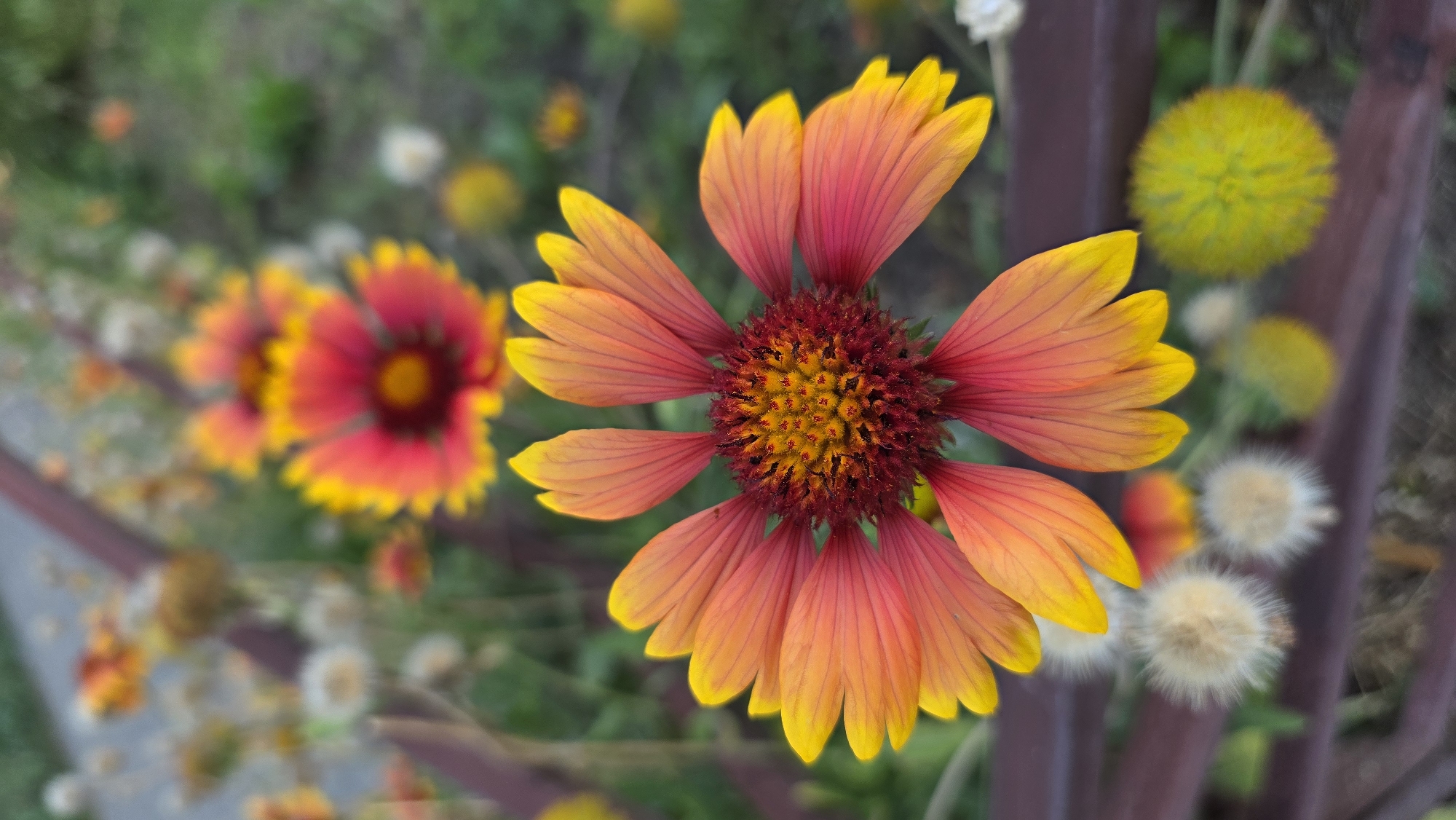 A close-up, eye-level, vertical shot showcases a vibrant Blanket Flower (Gaillardia aristata) in full bloom. The flower, centered in the foreground, displays a striking gradient of colors, with petals transitioning from a deep red-pink at the base to a bright yellow at the tips. The center of the flower is a dense, spiky mass of reddish-brown and yellow florets. Behind it, another Blanket Flower is visible, slightly out of focus, with similar red and yellow hues. The background is a soft blur of greenery and other out-of-focus flowers, including fluffy white seed heads and a bright green spherical bloom. A blurred dark brown railing runs horizontally across the lower portion of the image, partially obscuring some of the foreground elements. The overall scene is one of natural beauty, likely captured in a garden or park setting. There is no indication of the city of Brest, Belarus, in the image.