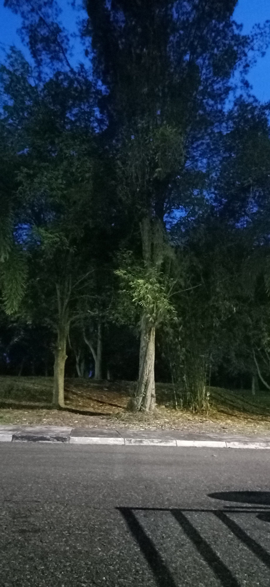 The image depicts a road bordering a park-like area with several trees at dusk or dawn. The sky is a deep blue, suggesting low light conditions. The road is paved asphalt, with a concrete curb separating it from the grassy area. The grassy area is uneven, with fallen leaves and scattered dry foliage. Several trees are visible, varying in size and density of foliage. One prominent tree in the foreground has a gnarled, textured trunk. In the background, other trees and possibly bamboo stalks create a dense, dark backdrop. Shadows from an unseen object are cast across the road, indicating a light source. The overall impression is a quiet, natural setting adjacent to a paved pathway, likely a public space. The location is identified as Palohgadeng, Indonesia. There are no people or animals visible in the scene.