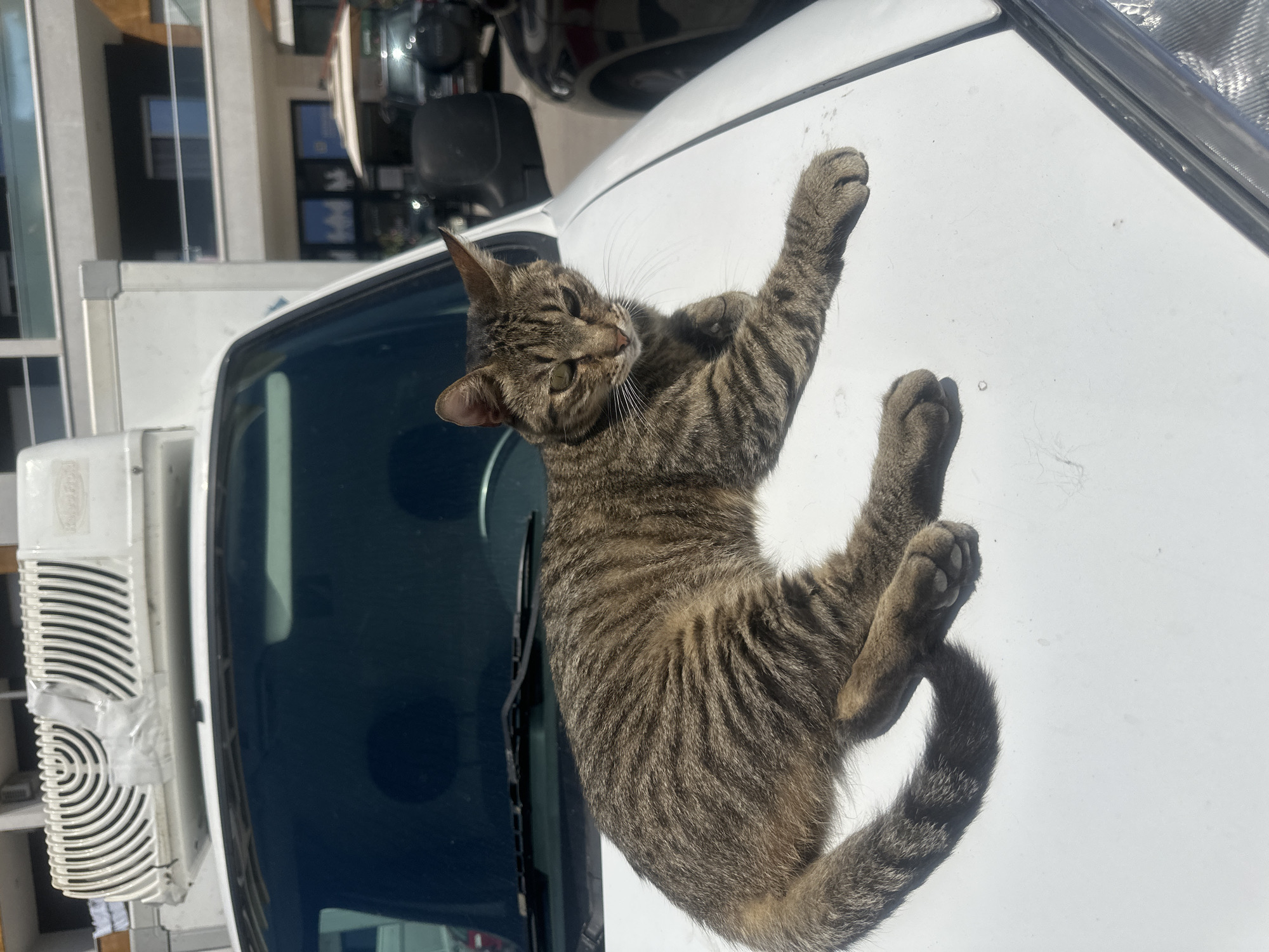 A tabby cat is playfully lying on the white hood of a commercial van or truck, facing upwards towards the camera. The cat, with its brown and grey striped fur, prominent whiskers, and green-yellow eyes, is stretching its front and back paws in the air, appearing relaxed and curious. The scene is set outdoors under bright daylight, indicating a sunny day.
In the background, a modern building with large windows suggests an urban or commercial environment, consistent with Budva, Montenegro. The white commercial vehicle dominates the foreground, with part of its windshield visible. On the side of the vehicle, a white external unit, possibly an air conditioning unit, is attached, featuring distinct circular and horizontal vents, though any text on it is unidentifiable. No people are visible, and the focus is entirely on the cat's serene and playful moment on the vehicle.