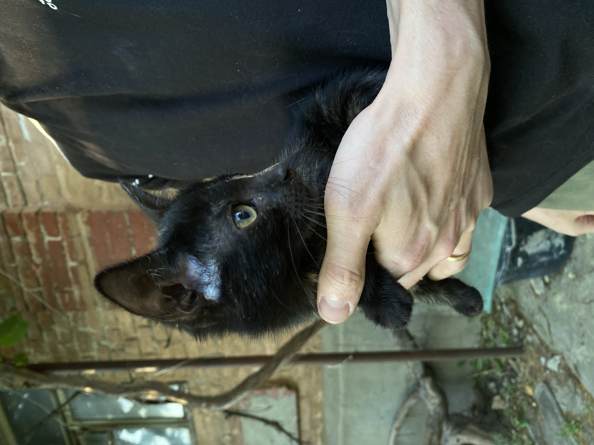 In an outdoor setting, a person holds a small black kitten. The kitten's fur appears somewhat disheveled, and its eyes are a light color, possibly yellow or green. The person's hands are visible, one gently supporting the kitten's body. A gold ring is worn on one of the person's fingers. The background includes a brick wall, a window, and some vegetation, suggesting a rustic or overgrown environment. The lighting indicates it is daytime.
