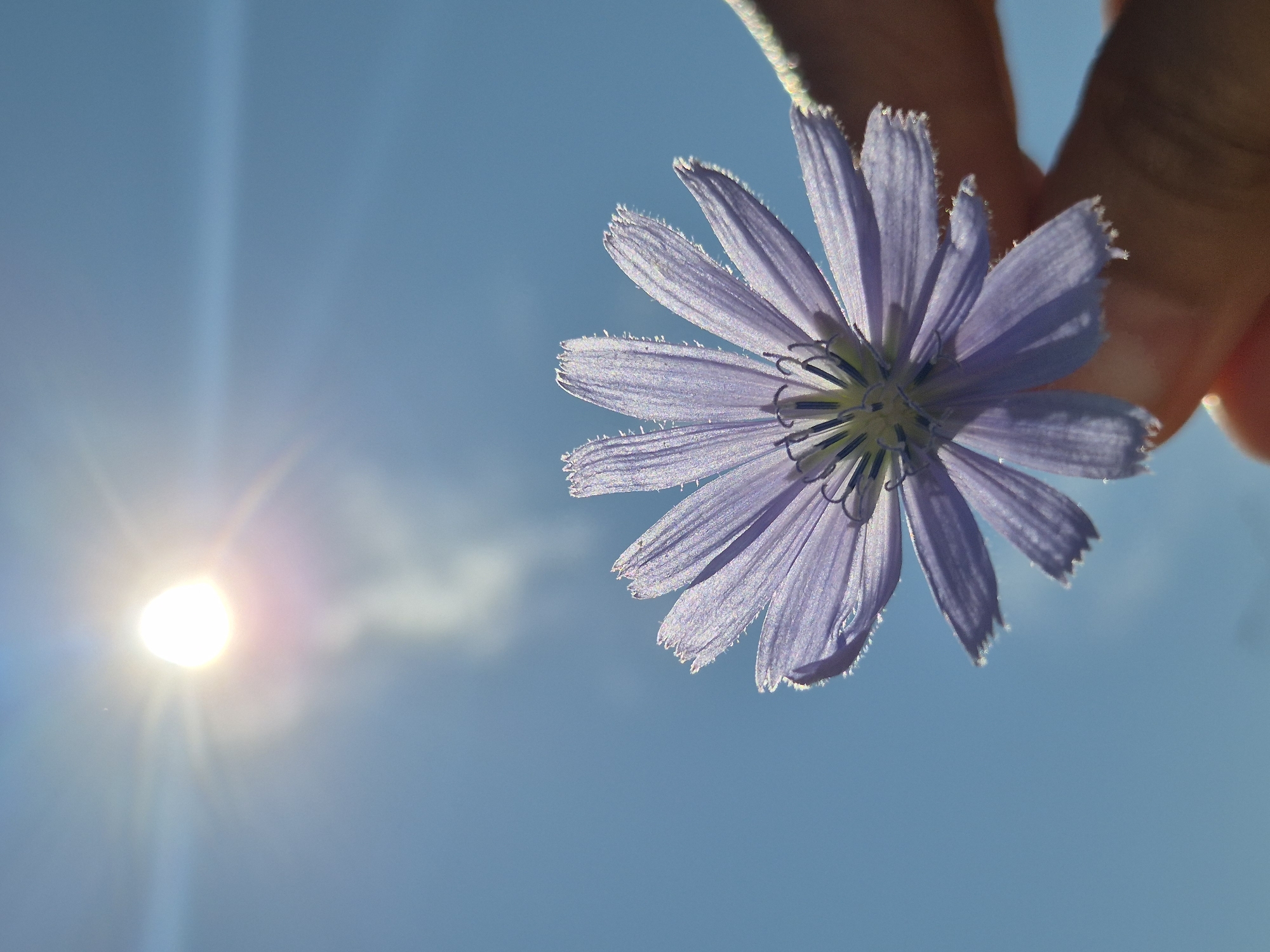 A close-up, low-angle shot shows a person's hand holding a single, pale lavender chicory flower against a clear blue sky. The sun is visible in the upper left corner, shining brightly and creating a lens flare effect. The flower's petals are delicate and slightly frayed at the tips. The hand appears to be that of an adult, with skin visible as it cradles the stem of the flower. The background is a uniform expanse of blue sky, with a wispy trail of smoke or cloud emanating from below the sun. The scene appears to be outdoors, possibly in a park or natural area. The image does not provide any specific visual cues to determine its exact location within Kokshetau, Kazakhstan.