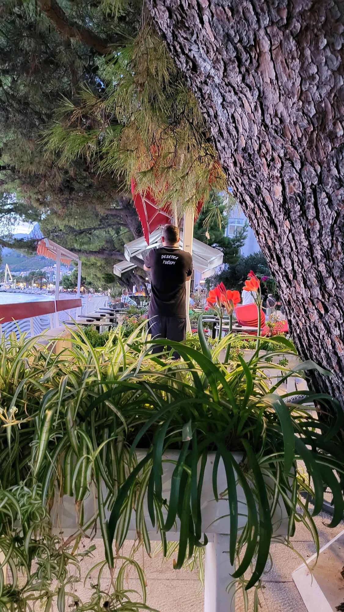 In Općina Tučepi, Croatia, at dusk, a man wearing a black t-shirt with the text "DESETRA TUČEPI" printed on the back is standing under a large pine tree. He appears to be adjusting an outdoor umbrella at a waterfront cafe. The cafe has numerous empty tables and chairs set up. In the foreground, a white planter filled with lush green and white striped spider plants is visible. Red flowers bloom in the background amongst the cafe seating. The sea and a sailboat are visible in the distance. The overall atmosphere suggests the end of a day at a seaside resort.