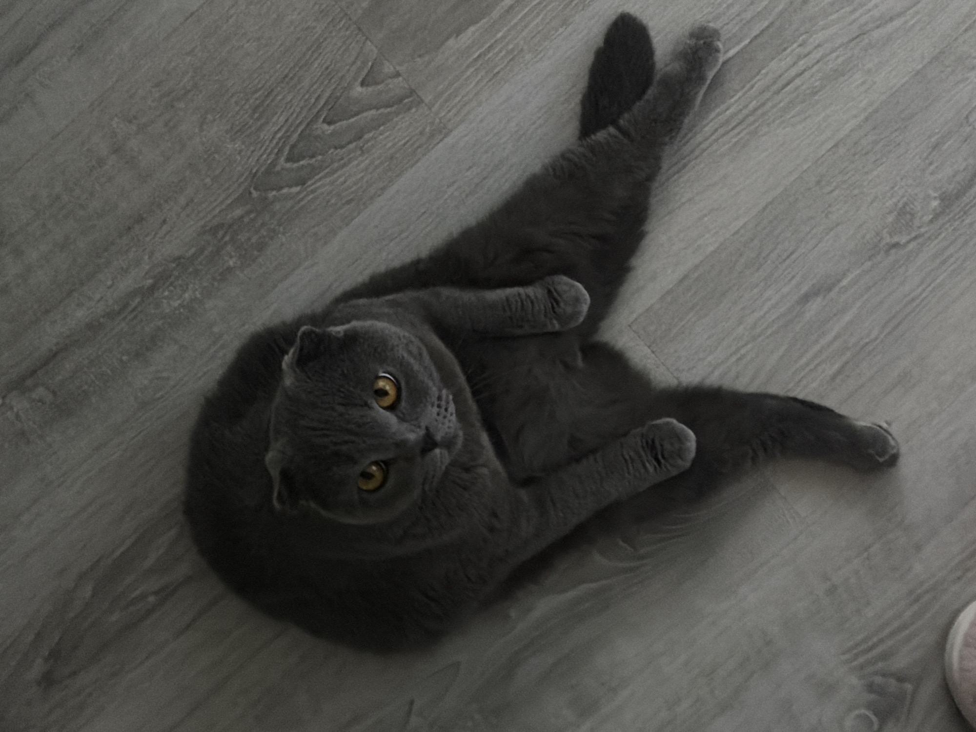 A gray Scottish Fold cat with golden eyes lies on a light gray wood-patterned floor. The cat is positioned in the center of the frame, facing the camera. Its body is twisted, with its legs extended in different directions. The background is blurred, showing only the wood-patterned floor. A small pink object is visible in the lower right corner of the image. The location is not discernible from the provided image, so it cannot be confirmed if it is in Saint Petersburg, Russia.