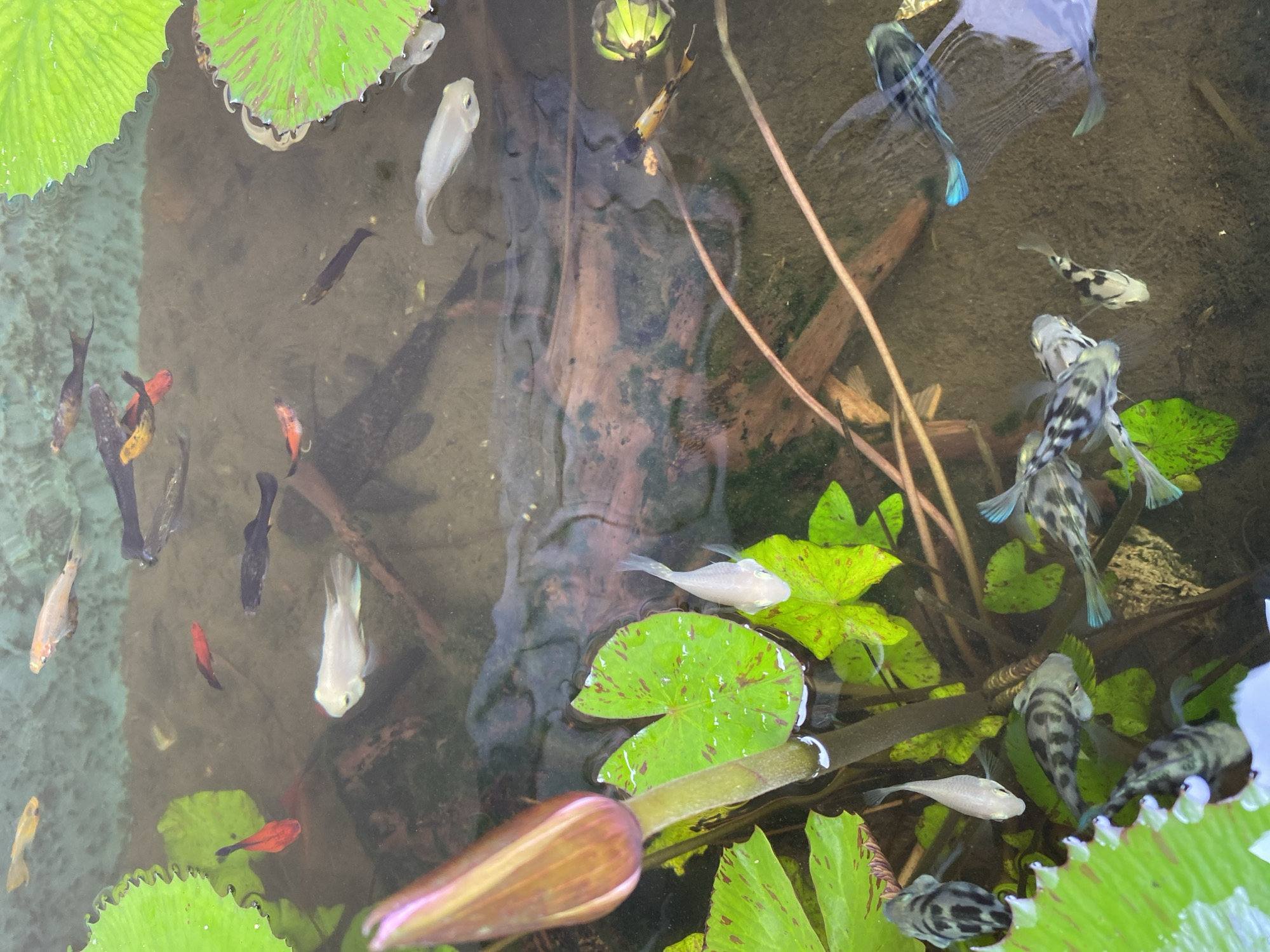 A shallow, murky pond in Lambaro Kueh, Indonesia, is populated by several small fish, including guppies, mollies, and what appear to be tetra or similar species. Lily pads, some with reddish-brown speckles, float on the surface, and a single lily bud is prominently featured in the foreground. The water contains submerged wooden debris and a sandy substrate. The lighting suggests it is daytime. The image captures a naturalistic aquatic environment.