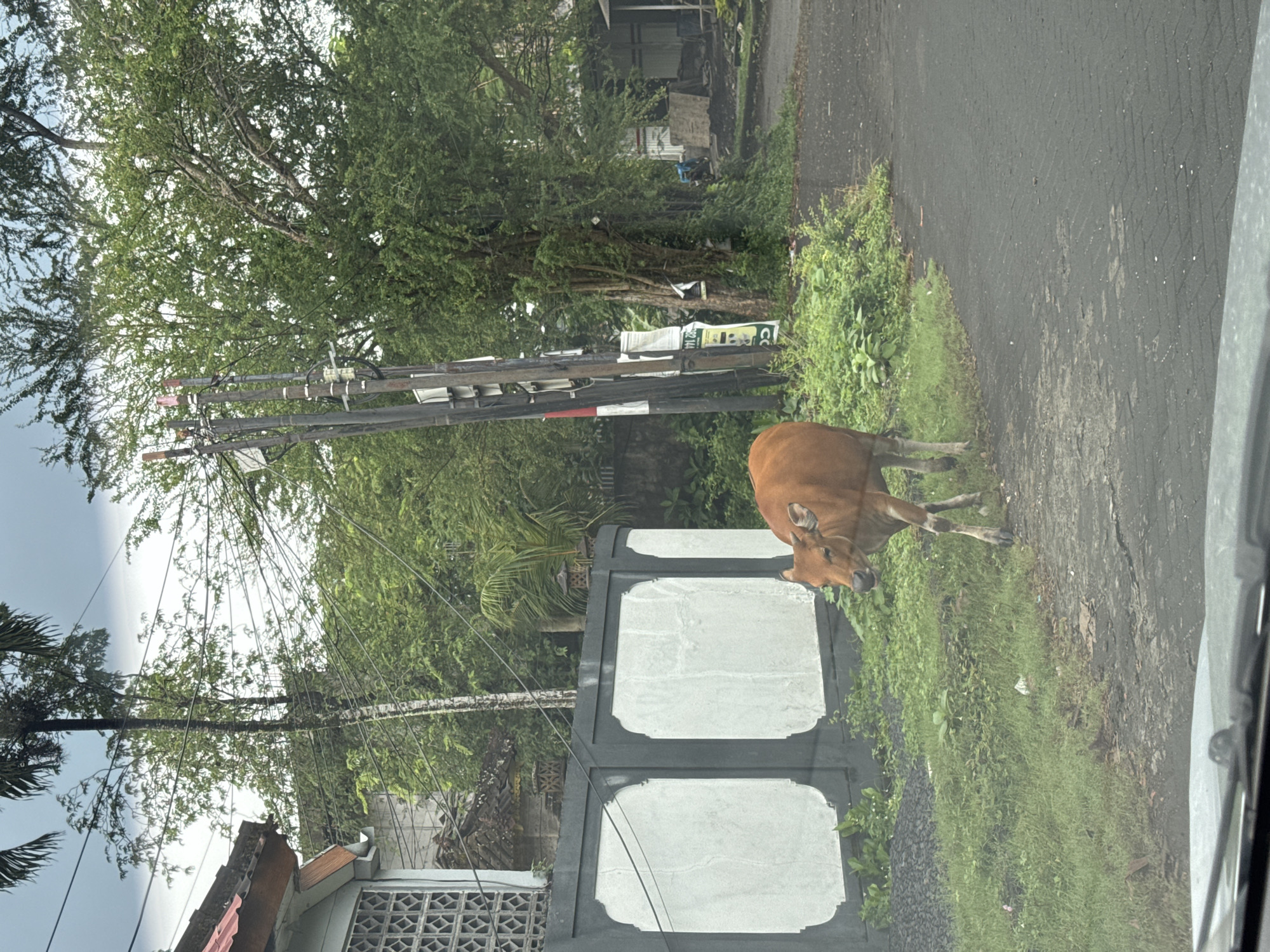 This photograph depicts a street scene in a tropical or semi-urban area, consistent with the provided location context of Kuta Selatan, Indonesia. The image is captured from inside a vehicle, with a portion of its frame visible on the right.
The central subject is a light reddish-brown cow, likely a Bali cattle, standing on a grassy verge. Its head is lowered, suggesting it is grazing or foraging. To the left of the cow and slightly in front, there is a dark grey gate featuring two large, light-colored rectangular panels, possibly belonging to a residence or compound.
Behind the gate and extending across the background is abundant, lush green foliage, including numerous trees and dense undergrowth, characteristic of a tropical climate. Overhead, multiple utility poles with a complex network of black electrical wires are visible, extending into the tree canopy. In the further background, glimpses of a residential building can be seen, including a roof with reddish tiles and a window with a patterned concrete block design. Some indistinct signs are attached to a utility pole, but their text is illegible.
The lighting suggests an overcast day, possibly morning or late afternoon, as there are no strong shadows. The scene conveys a sense of daily life in a verdant, warm environment.