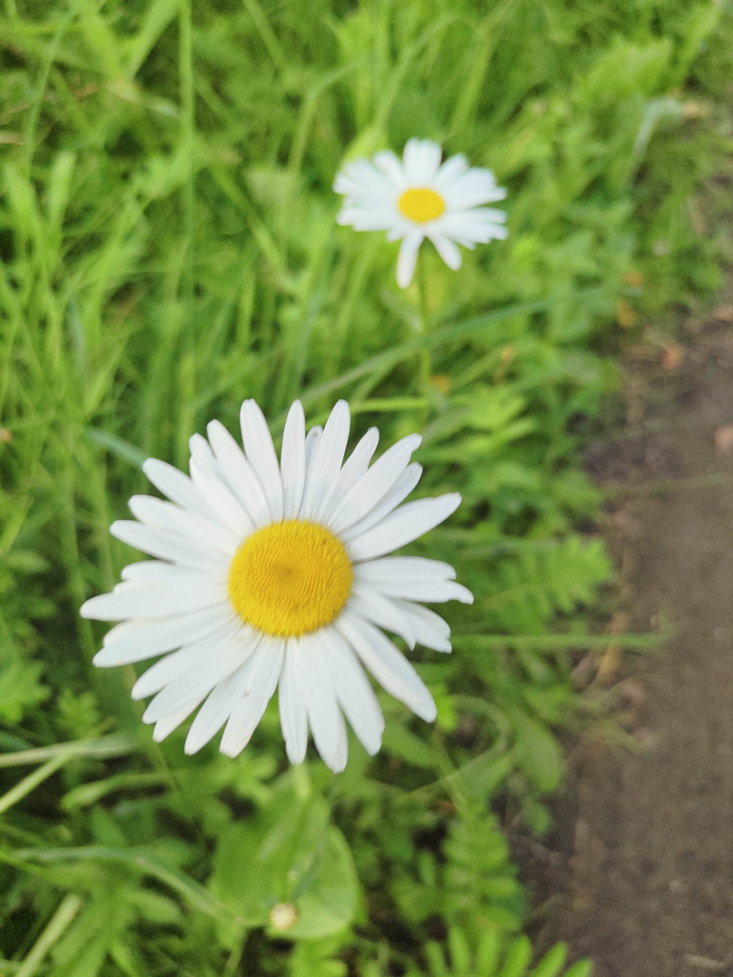 The image shows two daisies in a grassy area, with a dirt path on the right side. The foreground is dominated by a large, white daisy with a yellow center, in sharp focus. Behind it, a smaller daisy is visible, slightly out of focus. The background consists of lush green grass, suggesting a natural or park-like setting. There are no people or animals present in the image. The scene appears to be in Olenino, Russia, based on the provided context. The lighting suggests it is daytime, possibly overcast or late afternoon, as there are no harsh shadows.
