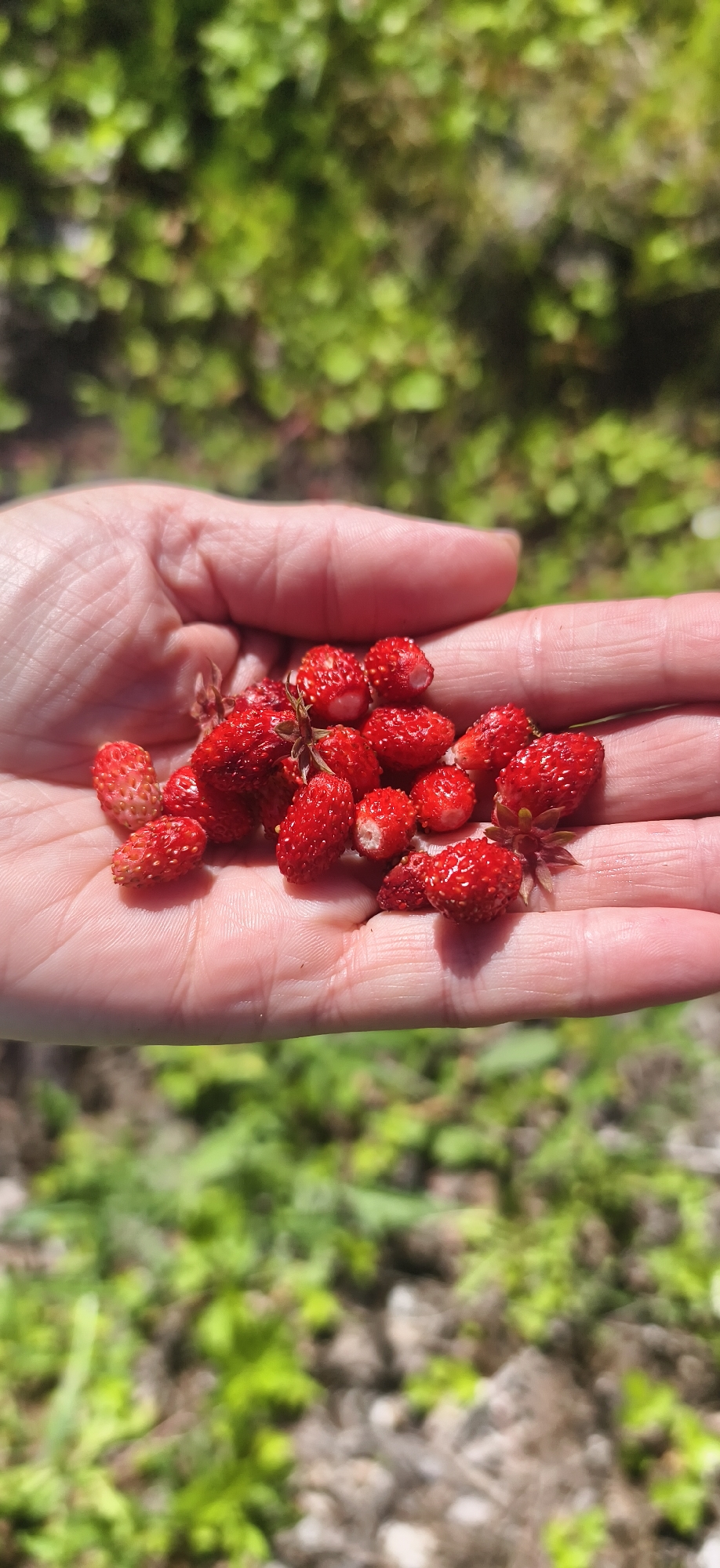 In Oralki, Russia, a person's open palm holds a cluster of wild strawberries against a softly blurred background of green foliage and soil. The strawberries are small, red, and appear freshly picked, with some showing visible seeds and stems. The hand exhibits clear skin texture and is illuminated by natural sunlight. The overall scene suggests a moment of harvesting or appreciating nature's bounty.