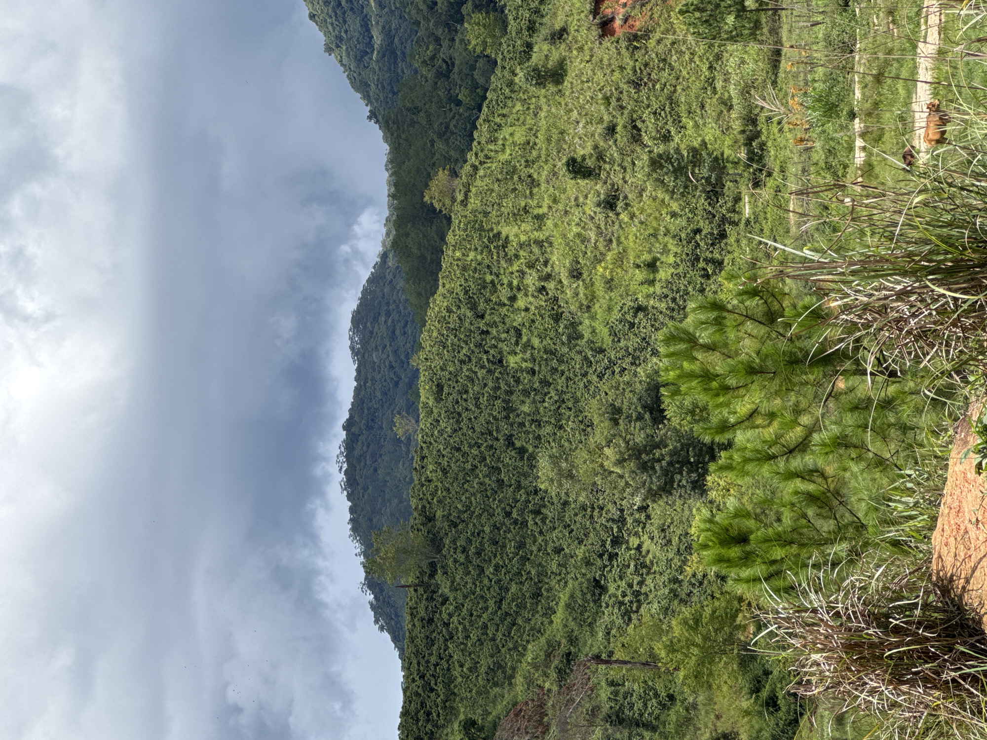The image depicts a lush, green hillside covered in dense vegetation, likely a coffee plantation, in Klong Klanh, Vietnam. The terrain is rolling, with some areas appearing steeper and more rugged. Scattered trees are interspersed throughout the cultivated slopes, some with lighter green foliage. In the foreground, tall grasses and reeds dominate, with a patch of reddish-brown earth visible. Beyond the immediate foreground, the landscape opens up to reveal more greenery and a dirt path winding through it. In the distance, layers of forested hills rise, culminating in a cloudy, overcast sky. A couple of brown animals, possibly cattle, are visible in the mid-ground on the path. The overall impression is one of a rural, natural landscape under a subdued sky.