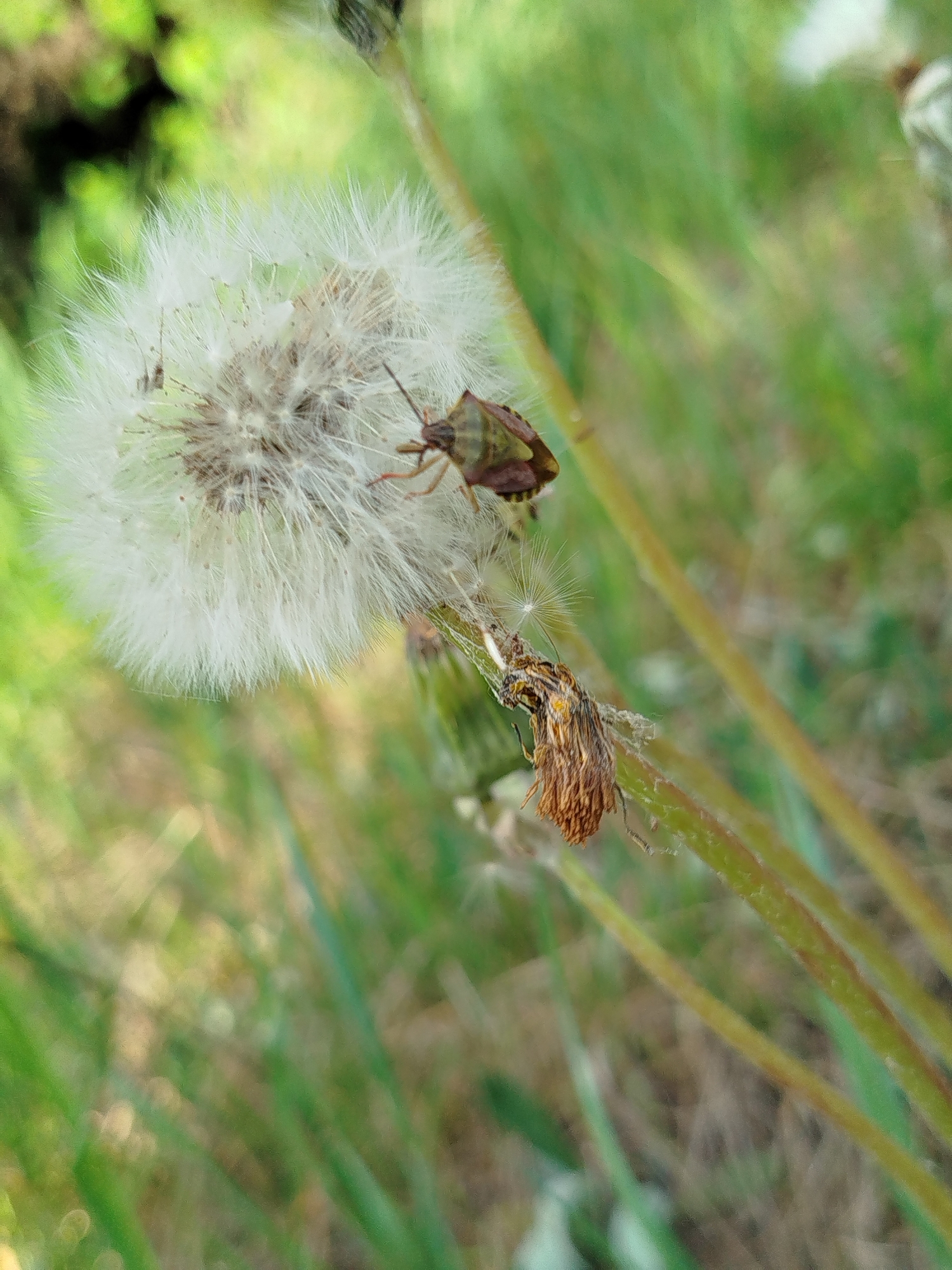 The image shows a close-up of a dandelion seed head with a bug on it, likely in a grassy area. The dandelion is mostly intact, with many of its seeds still attached. The bug, which appears to be a stink bug, is perched on the side of the seed head. The background is blurred, suggesting a field or garden setting. There is no indication or suggestion of location in the city of Заречье, Russia.