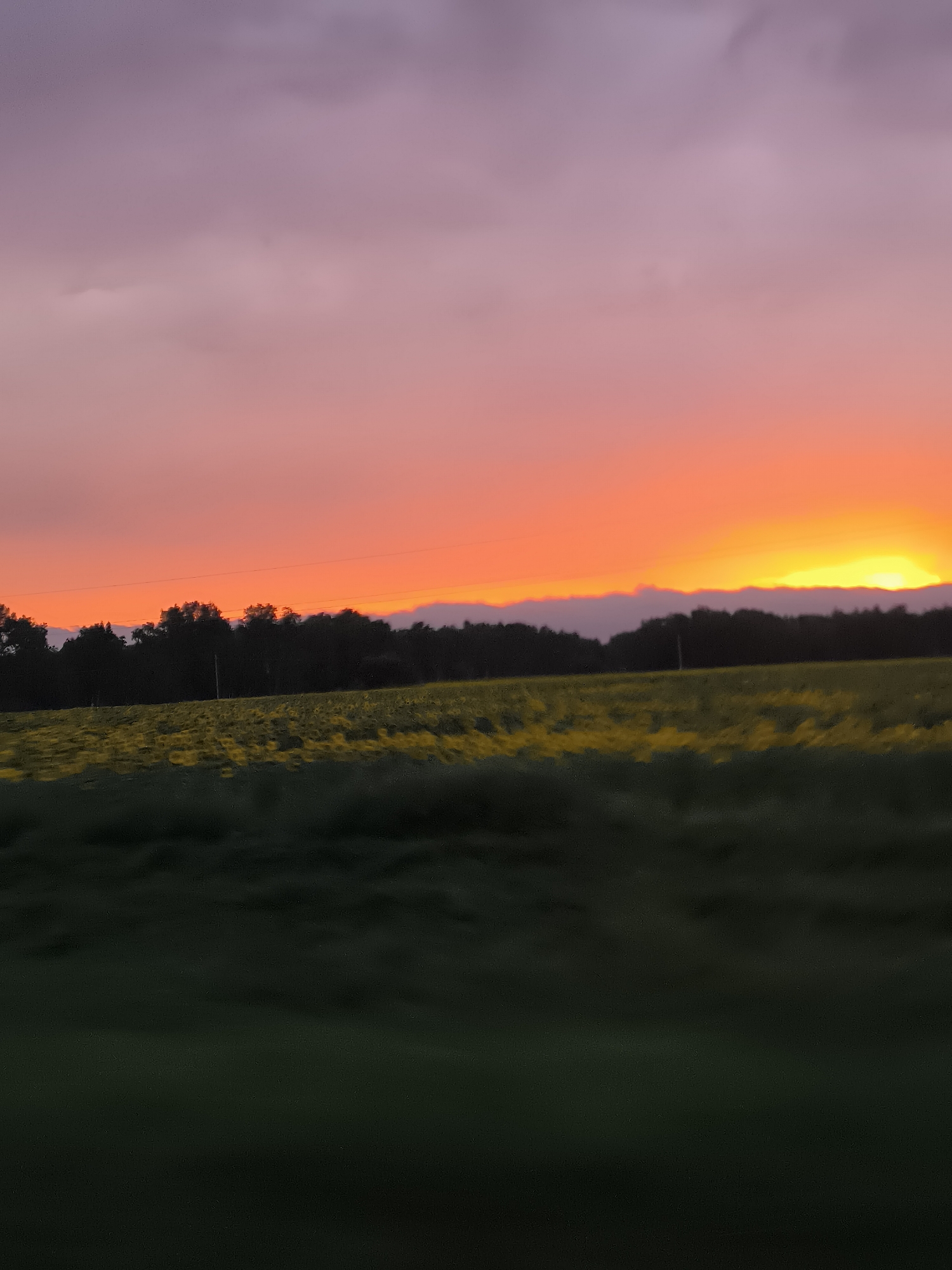 The image depicts a sunset over a rural landscape. The sky transitions from a soft purple at the top to vibrant orange and yellow hues near the horizon. A line of dark trees runs across the middle ground, silhouetted against the colorful sky. In front of the trees, a field of yellow flowers, possibly sunflowers, stretches out, with a dark green field in the foreground. The scene suggests an outdoor environment in a non-urban setting. The image is taken from a slight downward angle, indicating the photographer may be at a higher vantage point or in a vehicle.