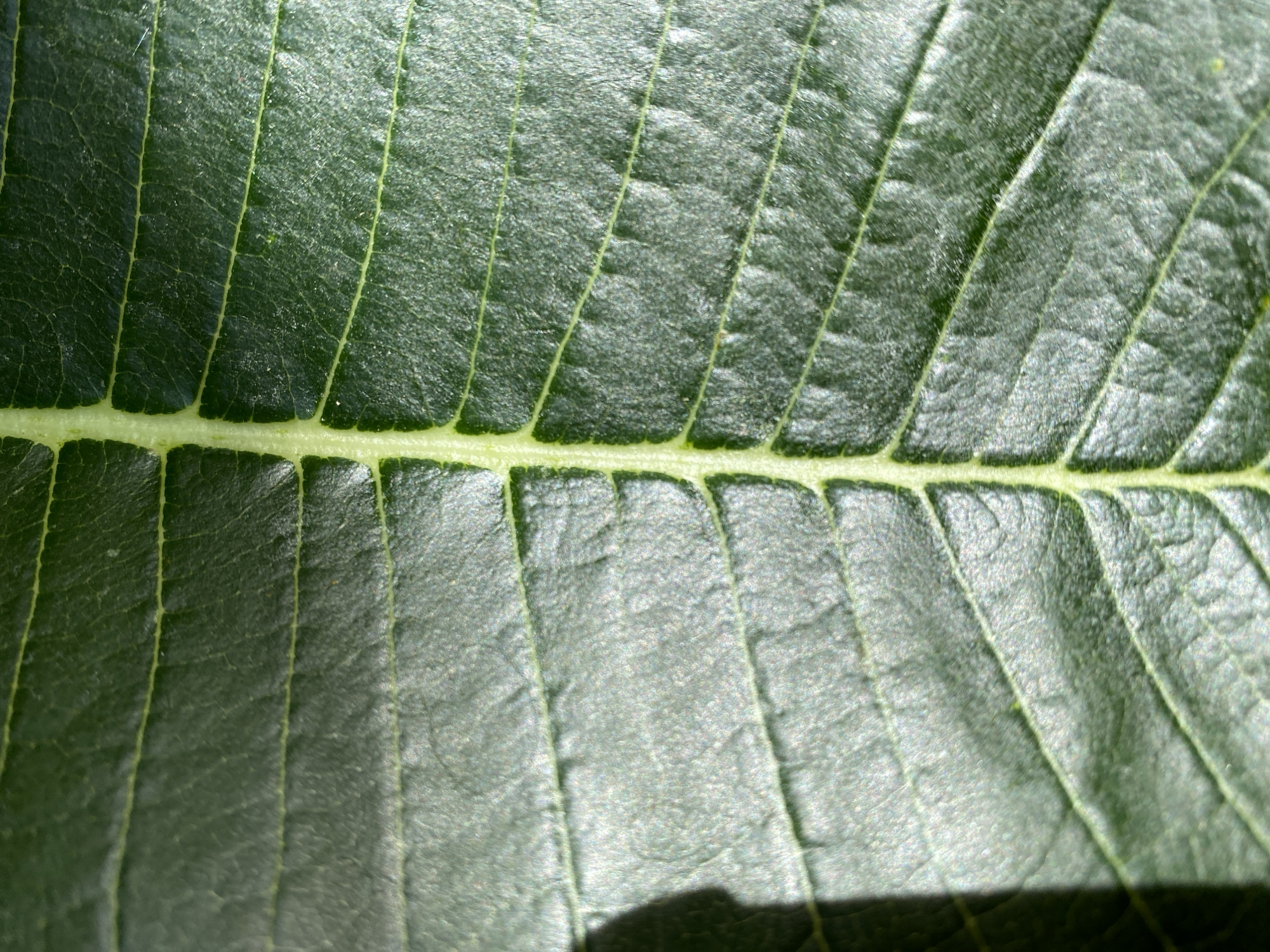 This is a close-up, vertical shot of a dark green leaf with a prominent, lighter green central vein running down the middle. The leaf exhibits a textured surface with visible veins branching out horizontally from the central vein. Sunlight casts a shadow on the left side of the leaf, creating a contrast between the illuminated and shaded areas. The image does not depict any specific location within ตำบลเกาะพะงัน, Thailand.