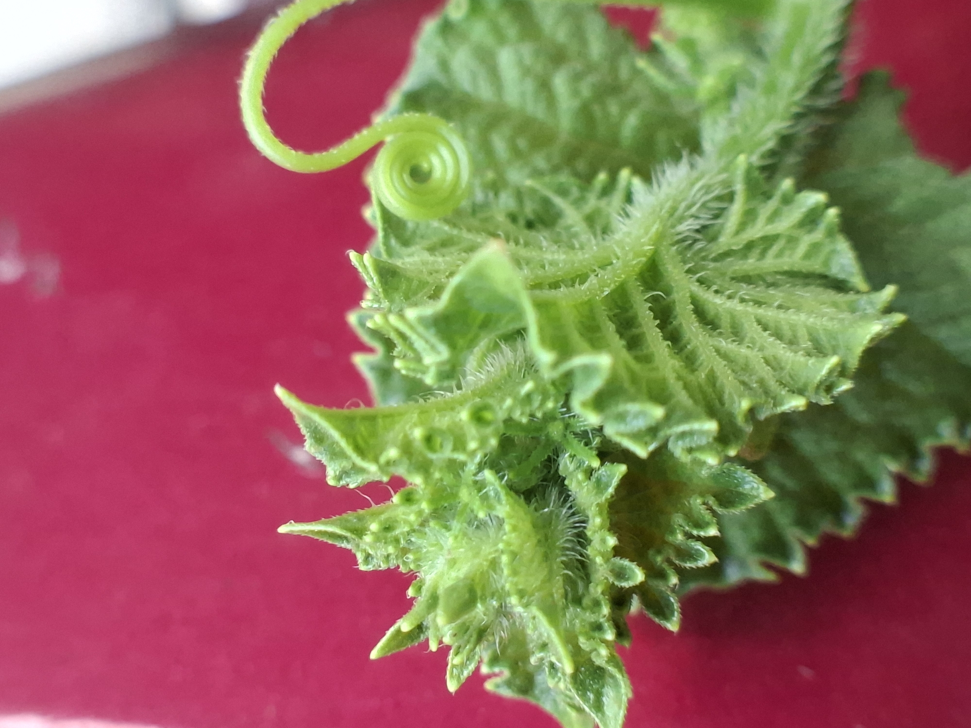 A close-up photograph displays a vibrant green plant specimen against a smooth, reflective, reddish-pink background. The plant appears to be a young shoot, displaying jagged leaf edges and a tendril coiled into a spiral. Fine hairs are visible across the leaf surfaces. No evidence suggests a location in the city of Pie, Indonesia. No people, subjects, objects, actions, or interactions are directly visible, only the plant and the plain background.