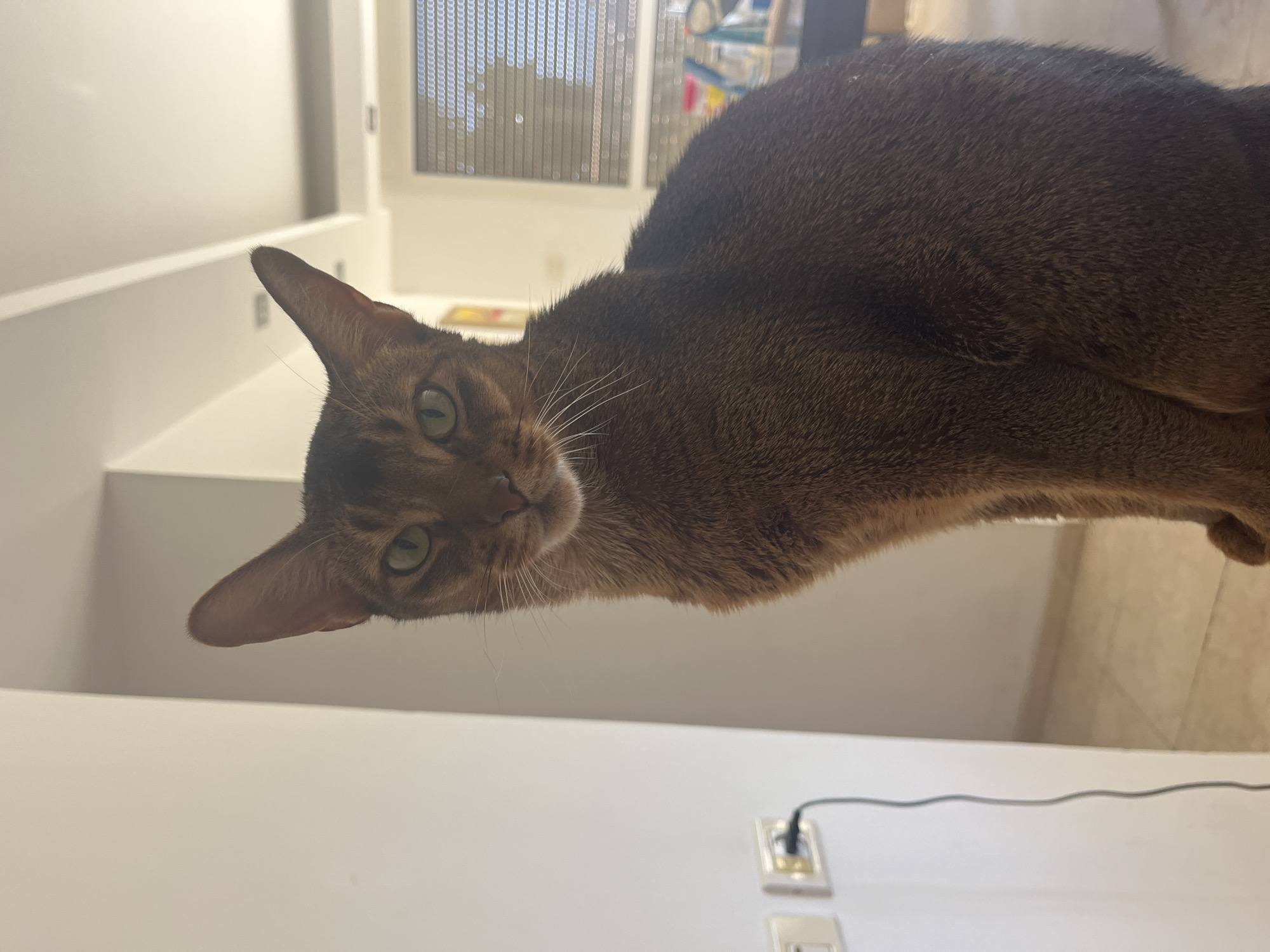An Abyssinian cat with green eyes and reddish-brown fur sits on a surface, facing the camera. The cat's head is angled slightly to the left, and its body is mostly in profile to the right. The background is blurred, but appears to be an indoor setting. To the left of the cat, a white wall is visible, with two electrical outlets. A black cord is plugged into one of the outlets and snakes down the wall. To the right of the cat, a window with blinds is visible, and beyond that, a glimpse of a room with furniture and objects. The lighting in the scene is bright and natural.