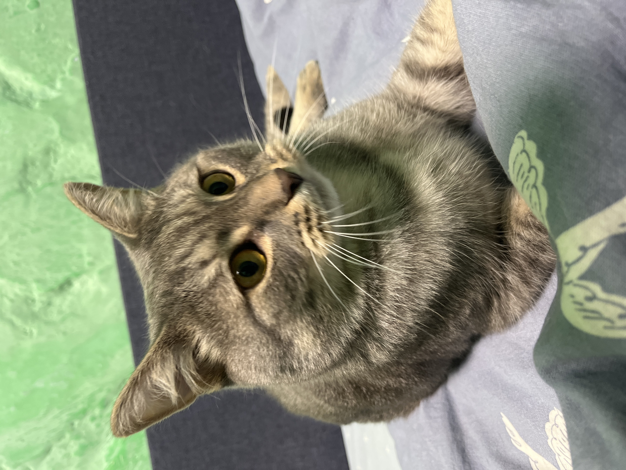 A medium shot captures a tabby cat resting on a blue patterned comforter. The cat, with its gray and black striped fur and yellow eyes, is positioned slightly off-center to the left, facing to the right. Its body is relaxed, with one paw extended slightly forward. The background features a dark blue headboard and a textured green wall. The scene is indoors, likely a bedroom, and no specific landmarks placing it in Nizhny Tagil, Russia are visible.