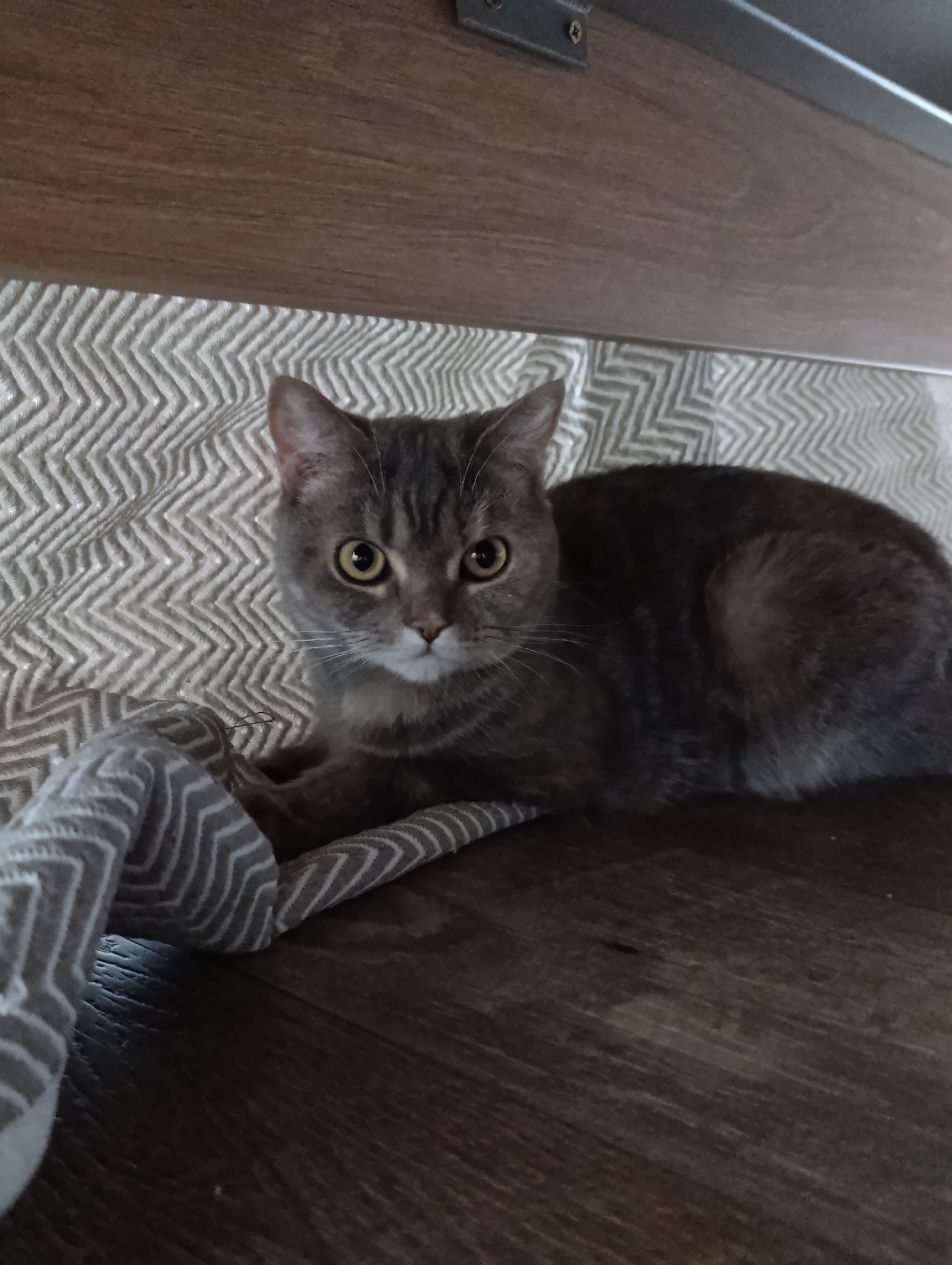 The image displays a grey tabby domestic cat in an indoor environment. The cat is lying on a dark brown wooden floor, its head facing forward, with large yellow-amber eyes. Its fur is grey with visible darker tabby stripes and white markings on the chin and muzzle. Behind the cat, and partially extending beneath its body, is a light-toned fabric with a repeating white or light grey zigzag pattern. A section of this same patterned fabric is crumpled in the lower left foreground. Above the patterned fabric, in the upper background, is a light brown wooden surface, possibly part of a furniture underside, from which a dark metal bracket secured by a single screw protrudes at the top edge. The specific location within the city of Chaikovsky, Russia, cannot be determined from the visual information provided.
