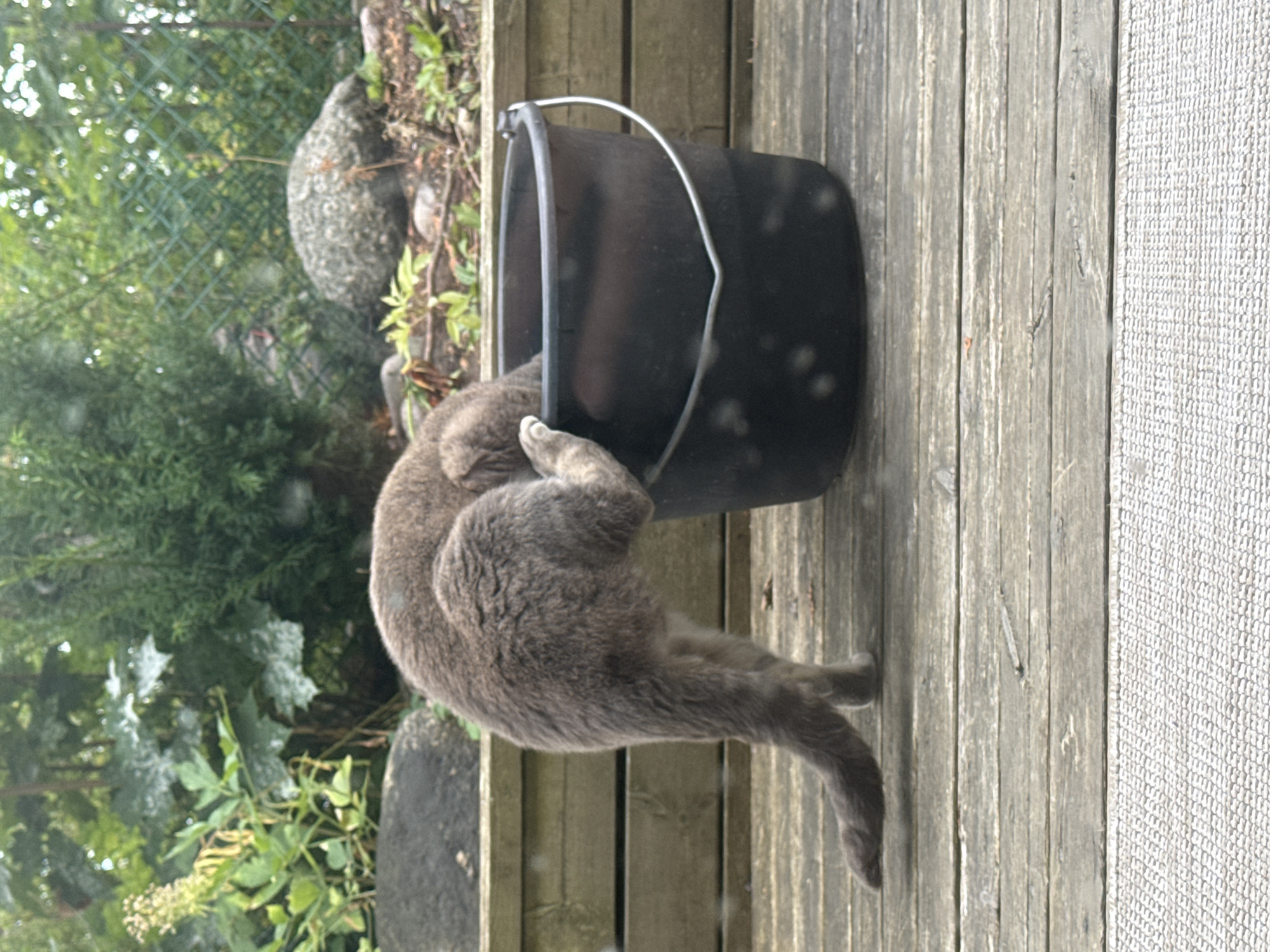 A grey cat with its head inside a black bucket is positioned on a wooden deck. The cat's body is curved as it reaches into the bucket, with its tail extended behind it. The bucket has a silver wire handle. In the background, there is lush green foliage, some rocks, and a wire fence. The setting appears to be a backyard in Österskär, Sweden. The image is captured from a slightly elevated, eye-level perspective.