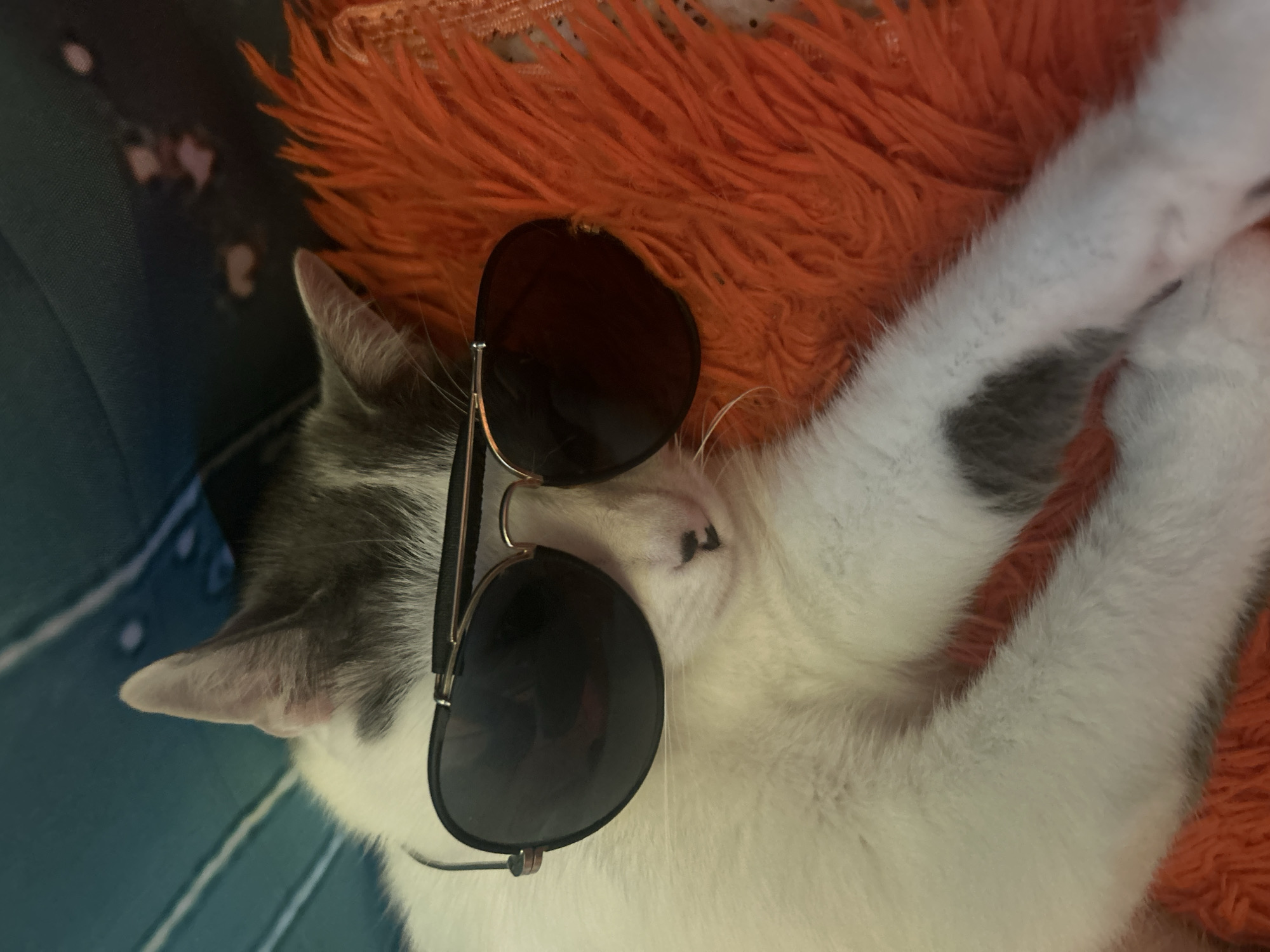 A domestic cat with white and gray fur is lying on an orange, fluffy surface, possibly a cushion or blanket. The cat is wearing aviator-style sunglasses with dark lenses. The cat's head is angled slightly towards the left side of the frame. The cat's nose has small dark spots. The lower left corner of the image shows a blue surface. The photograph was taken indoors. The location in Shumen, Bulgaria is not discernable from the image.