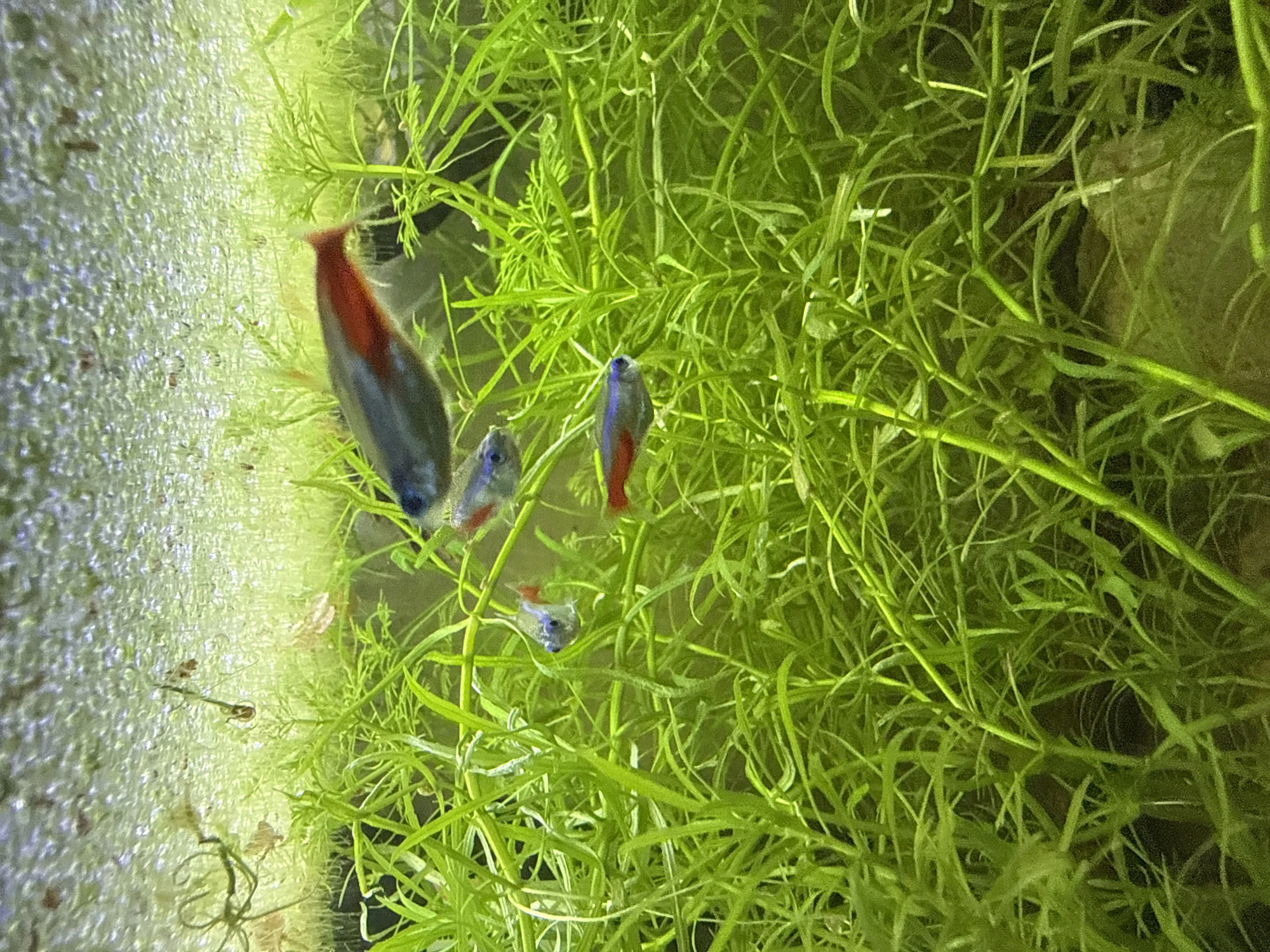 The image displays an underwater environment, likely a freshwater aquarium, located in Busmantsi, Bulgaria. The scene is densely populated with bright green, fine-leaved aquatic stem plants that extend vertically throughout the frame. Multiple small fish, identified as Neon Tetras (*Paracheirodon innesi*), are swimming within this vegetation.
In the upper-center, a larger Neon Tetra, dark blue-grey with a prominent red stripe along its lower body to the tail, moves horizontally to the right. Below and slightly to its left, another similar, but smaller, Neon Tetra is oriented towards the left. A third Neon Tetra, also with a blue-grey body and red stripe, is positioned in the lower-center-right, facing left. Additionally, a very small, light-blue individual, possibly a fry or juvenile Neon Tetra, is visible in the mid-left portion of the frame, facing left.
The water surface at the top of the image is covered with numerous small, iridescent bubbles, suggesting aeration or gas exchange. The substrate or background, visible through gaps in the dense plant growth, appears dark and indistinct. The lighting illuminates the plants and fish from above, creating a generally bright green and blue-red coloration in the scene.