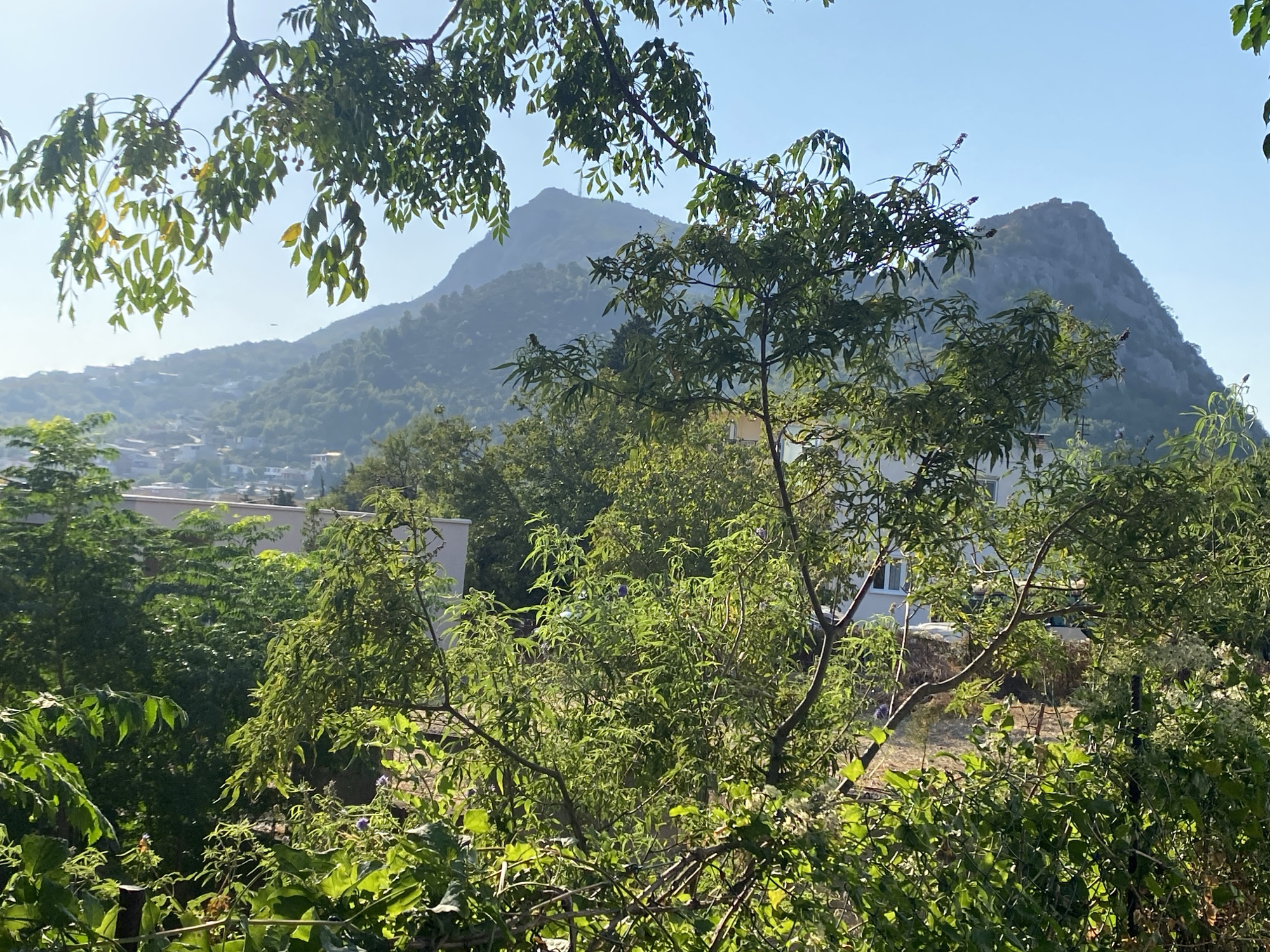 This image captures a view of the city of Zgrade, Montenegro, seen through lush green foliage. In the foreground, branches laden with leaves and some small fruits hang down, creating a natural frame for the scene. Beyond the foliage, houses and buildings of Zgrade are visible nestled on the slopes of rolling hills. The background is dominated by a large, rugged mountain, its rocky face catching the sunlight. The sky above is a clear, bright blue, indicating a sunny day. The overall impression is one of a natural landscape interspersed with a residential area, bathed in natural light.
