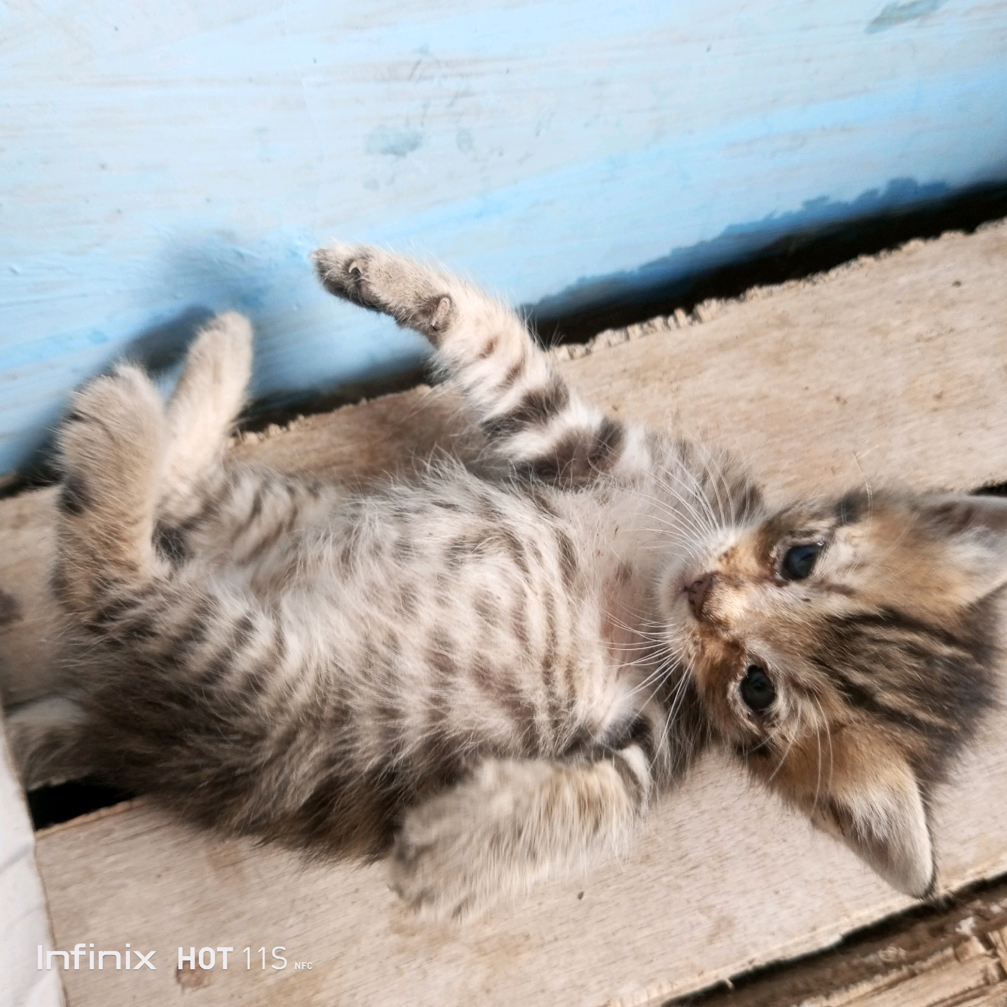 A tabby kitten is lying on its back on a wooden surface, with its paws in the air. The kitten has grey and brown stripes on its fur and appears to be relaxed. The background is a blurry blue wall. A watermark in the bottom left corner reads "Infinix HOT 11S NFC". The scene is likely outdoors, given the wooden planks and natural lighting. This image was captured in Sukaslamet, Indonesia.