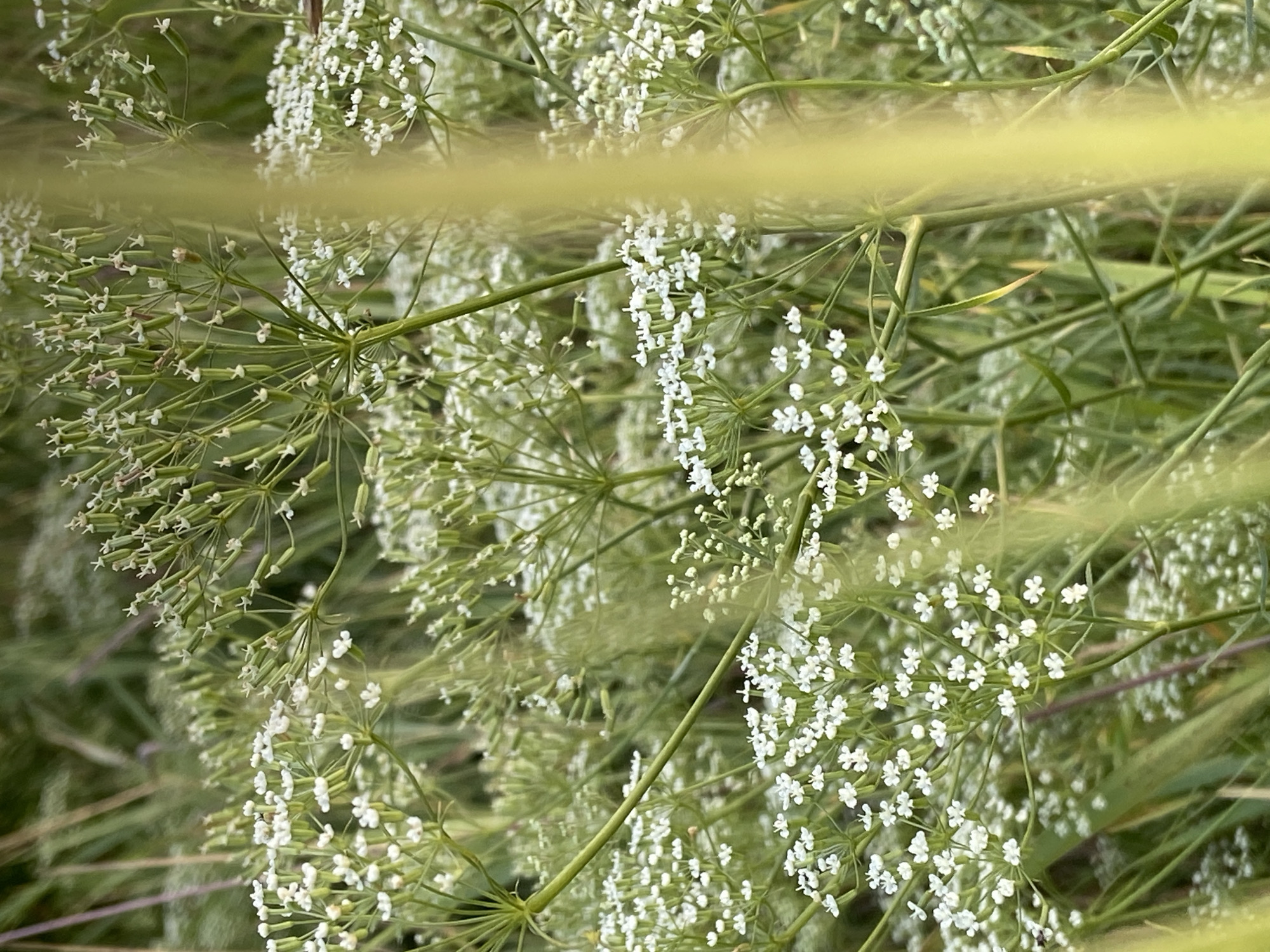 A close-up, slightly blurred outdoor shot features a dense cluster of white wildflowers with delicate, small petals, interspersed with thin green stems and seed pods. The background is a soft green blur of more foliage, suggesting a natural, overgrown setting. The lighting is natural, with a soft focus that blurs the details of the environment. No people or distinct structures are visible in the frame, and the location within the city of Unknown, Unknown is not discernible from the visual information provided.