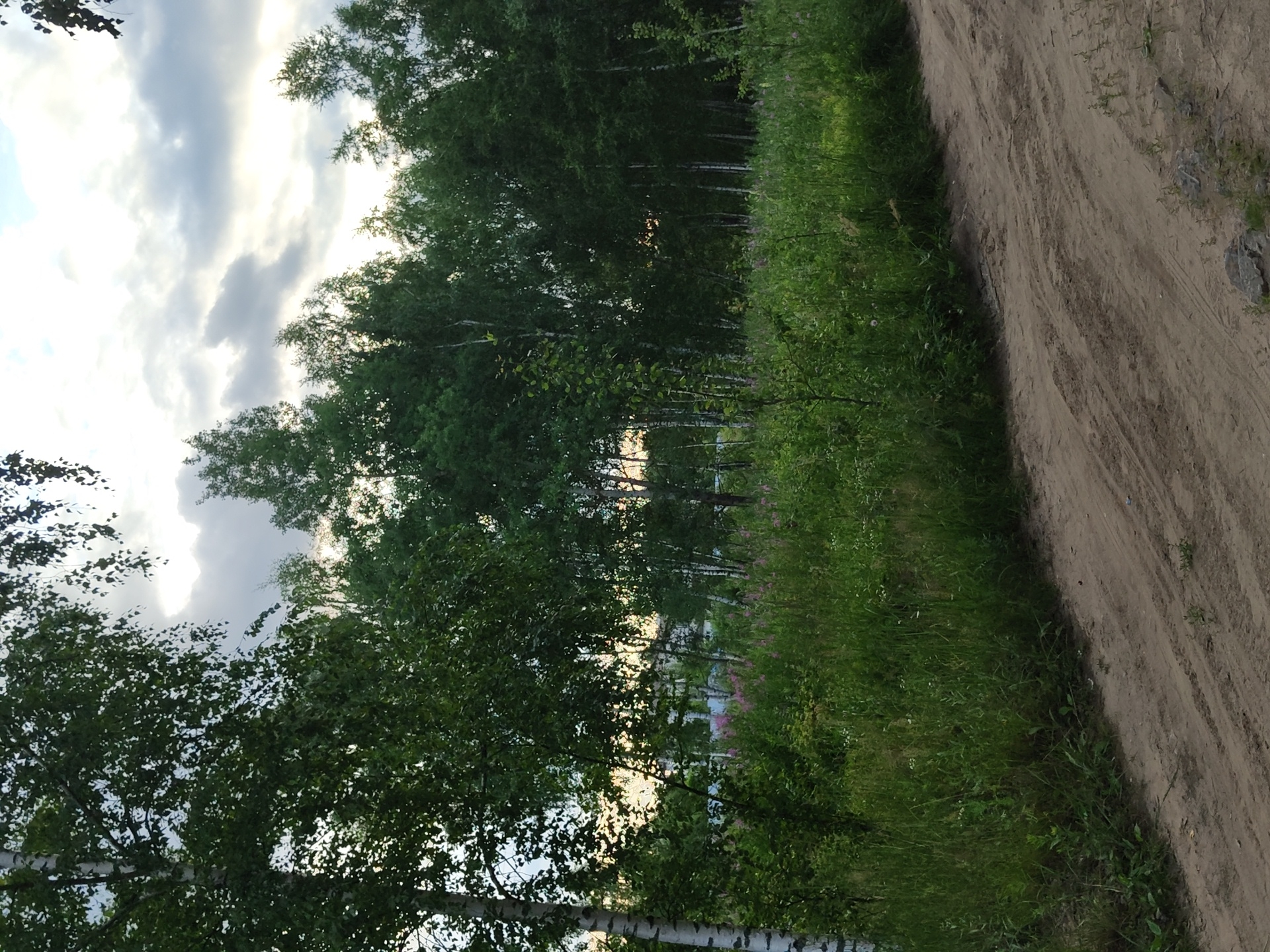 The image depicts a rural scene in Tsibino, Russia, likely during late afternoon or early evening given the soft, diffused light. The sky is partially cloudy, with patches of bright light suggesting the sun is low on the horizon or breaking through the clouds.
The main subjects are a line of birch trees with their characteristic white bark and lush green foliage, bordering a dirt road on the right side of the frame. The road is sandy and appears to be a well-worn path, with tire tracks visible. To the left of the road, a dense growth of green grass and wildflowers, possibly fireweed with its pink blooms, creates a vibrant natural border. In the distance, through the trees, hints of what appear to be buildings or structures can be seen, suggesting the edge of a village or settlement.
The scene is peaceful and natural, evoking a sense of calm and tranquility. The overall impression is one of a serene summer day in the Russian countryside. There is no visible text in the image.