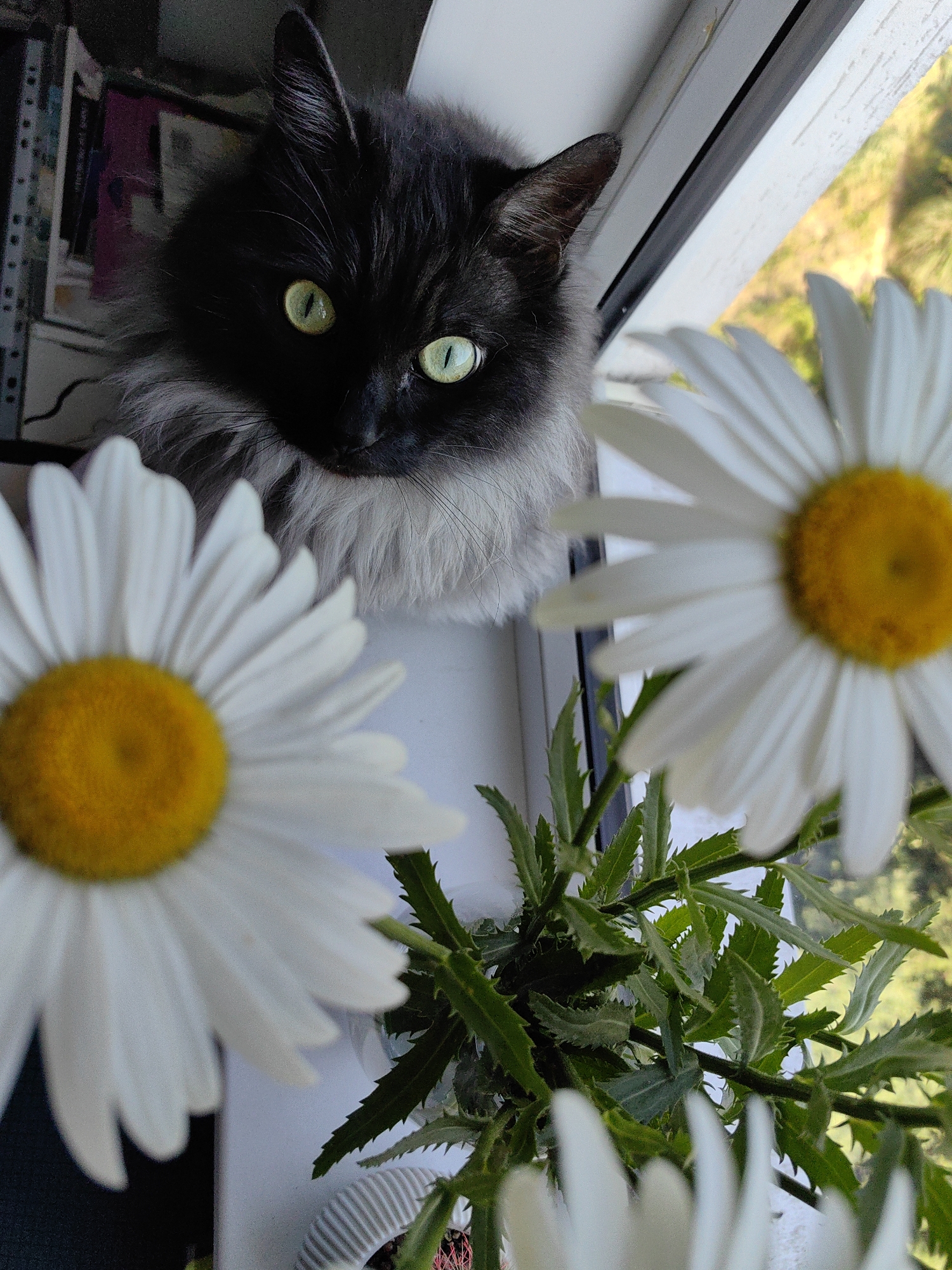A fluffy, dark gray cat with striking green eyes is perched on a windowsill, partially obscured by two large white daisies. The cat's fur is a mix of black and lighter gray, with a fluffy ruff around its neck. Its gaze is directed forward, towards the viewer. Two white daisies with bright yellow centers are in the foreground, one to the left and one to the right, with one of them out of focus. Green foliage from a plant is visible between the daisies and the cat. The background outside the window is blurred, showing hints of green trees and golden light, suggesting an outdoor environment. The scene appears to be an indoor setting with a window, potentially in a residential area in Sochi, Russia, given the natural light and greenery visible.