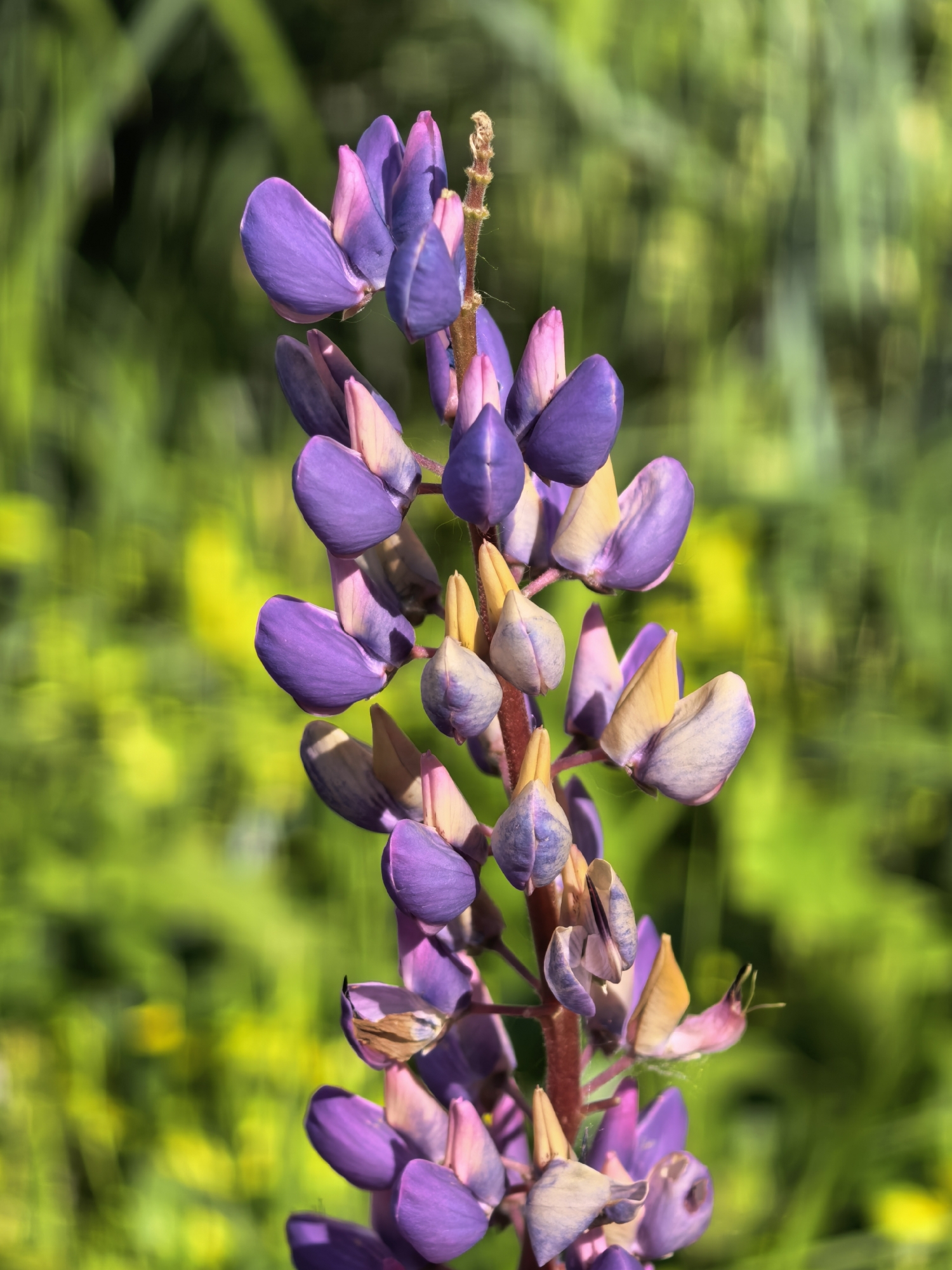 The image presents a vertical close-up of a single lupine (Lupinus species) inflorescence, assumed to be located in Sterlitamak, Russia. The flower spike is densely packed with numerous individual blossoms and buds arranged spirally around a central, reddish-brown stem that exhibits fine, light-colored hairs. The flowers display a dominant palette of vibrant purple and violet, with many petals featuring lighter shades of pinkish-mauve and pale cream or yellow, particularly on the upper standards and keel petals. Various stages of bloom are evident, with tighter buds clustered at the top of the spike and more open, mature flowers appearing lower down. The background is heavily blurred (bokeh effect), consisting of soft green and yellow-green foliage, indicating an outdoor, natural environment with a shallow depth of field. Bright, natural light illuminates the subject from the left, highlighting the textures and color transitions of the petals. No people, animals, or man-made objects are visible within the frame.
