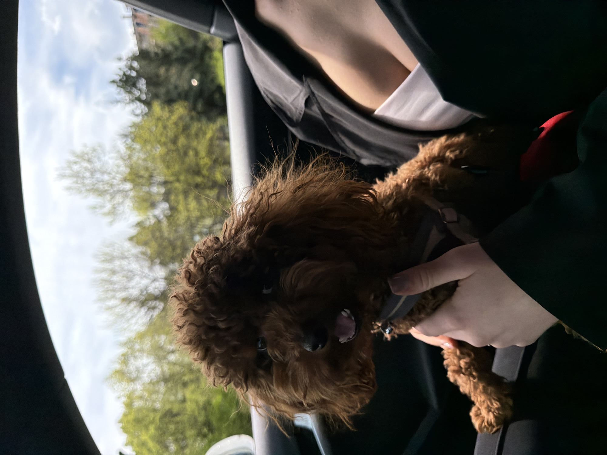 The image, rotated 90 degrees clockwise, shows a small, fluffy, brown dog, likely a poodle or similar breed, being held by a person inside a car. The dog's face is clearly visible, looking out towards the viewer, with its mouth slightly open, tongue visible, and appearing alert or happy. It has dense, curly fur and wears a dark-colored harness or collar. A person's hands are seen holding the dog securely, and parts of their torso and dark clothing (possibly a jacket over a lighter garment) are visible in the upper and right portions of the frame. A small red object, possibly part of the dog's accessories or a toy, is faintly visible behind the dog's head.
The setting is inside a vehicle, with the car's dark interior elements framing the view outside the window. Through the window, a bright, cloudy sky dominates the background, with lush green trees and foliage in the mid-ground. The blurred nature of the background suggests the car might be in motion or a shallow depth of field was used.
The activity depicts a pet and its owner traveling together in a car, likely on a pleasant day, given the outdoor lighting and green trees. The time of day is clearly daytime. The location context is Sofia, Bulgaria, though no specific visual cues within the image confirm this. No visible text is present in the media file.