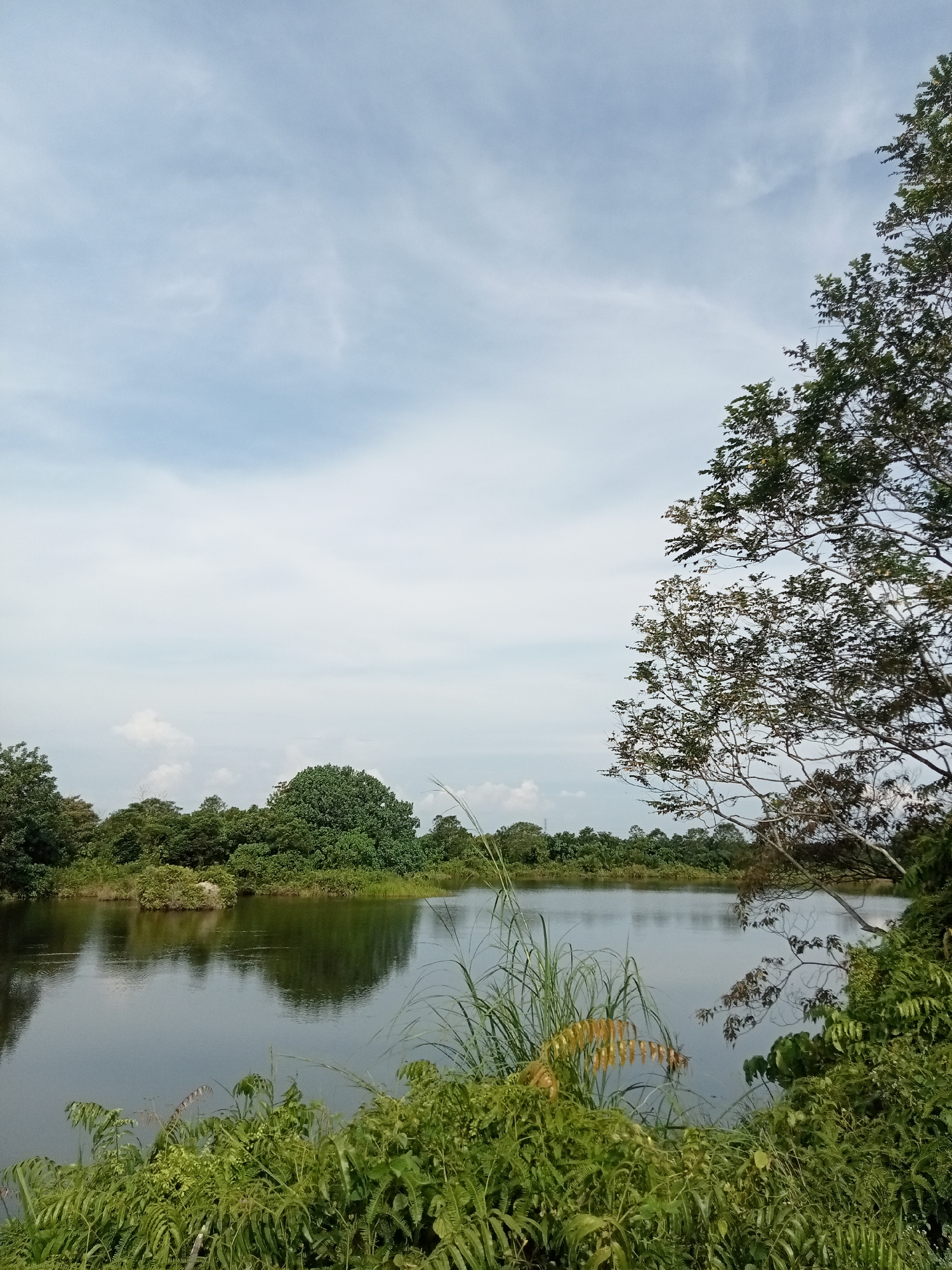 A serene natural landscape is depicted, dominated by a calm body of water reflecting the overcast sky and surrounding greenery. Dense foliage and trees line the far bank of the water, creating a verdant barrier. In the foreground, lush green vegetation, including ferns and tall grasses, thrives along the water's edge. The sky is a soft blue, streaked with wispy white clouds, indicating a possibly humid climate. The overall impression is one of tranquility and untouched nature, characteristic of an undeveloped area. This scene is located in the city of Kualu, Indonesia.