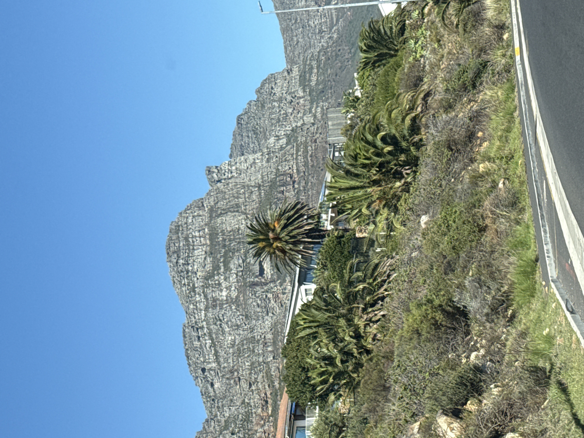 The image captures a scenic landscape in Cape Town, South Africa, featuring a towering mountain, lush vegetation, and hints of human habitation under a clear blue sky. A vast expanse of cloudless, brilliant blue sky fills the upper left portion of the frame, indicating bright, sunny weather, likely midday.
The dominant natural feature is a large, rugged mountain range, resembling Table Mountain or its adjacent peaks, occupying the center-left. Its grey, rocky surface shows intricate textures and vertical formations. In the mid-ground and foreground, especially on the right side, dense, vibrant green vegetation thrives. This includes several prominent palm trees with their distinctive fronds, along with various other shrubs and bushes, suggesting a rich natural environment.
Partially visible within this greenery, nestled near the base of the mountain, are glimpses of modern white buildings or houses, indicating residential areas integrated with the natural surroundings. Along the far right edge, a paved road with a white painted line can be seen, suggesting a highway or coastal route. There are no people visible, nor any discernible activity or text. The scene conveys a sense of natural beauty and a peaceful, picturesque setting.