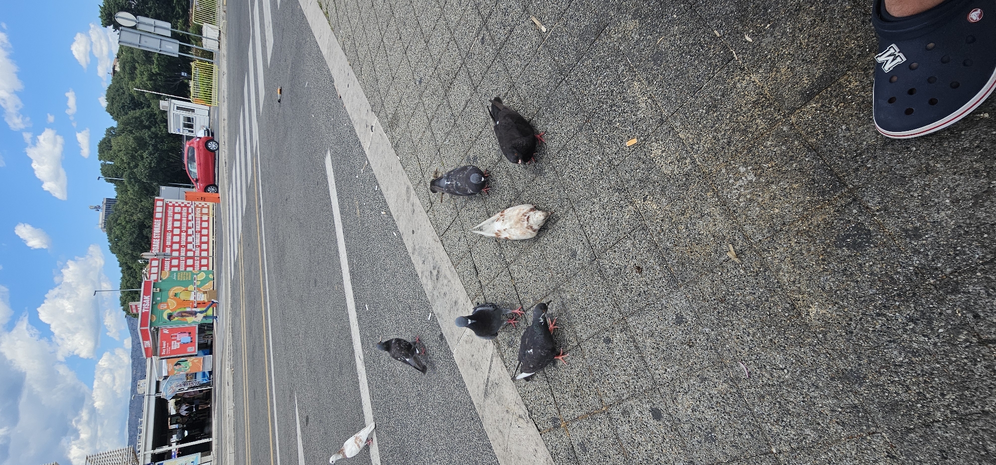 The image captures a street scene in Split, Croatia, likely near a transportation hub given the presence of luggage storage booths and a bus stop-like shelter. In the foreground, several pigeons are gathered on a paved walkway adjacent to a road. The pigeons display varied plumage, with some predominantly gray, one white with reddish-brown markings, and another with black feathers. One pigeon is actively pecking at the ground. Across the road, a red car is visible, and further in the background are trees and buildings, including a prominent modern building with a tower. A crosswalk is marked on the asphalt road. The sky is partly cloudy with a bright blue expanse. A person's foot wearing a dark blue clog with a white "M" emblem is visible in the bottom right corner, indicating the perspective of the photographer. The scene appears to be a typical urban environment on a sunny day.