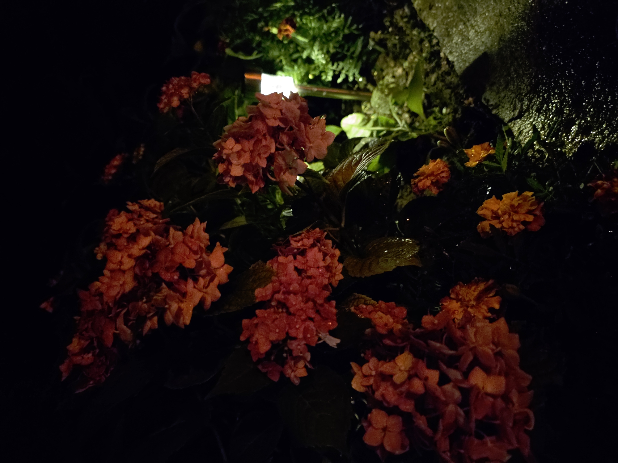 In an outdoor setting at night, a cluster of vibrant orange and red flowers is illuminated by a small, white solar garden light. The flowers appear to be hydrangeas or a similar type with dense clusters of petals. Some of the petals are wet, suggesting recent rain or dew. To the right of the flowers, there is a patch of green foliage and a wet, textured surface that could be a stone pathway or patio. The background is dark, indicating a low-light environment typical of nighttime. There are no people or discernible actions taking place in the image.