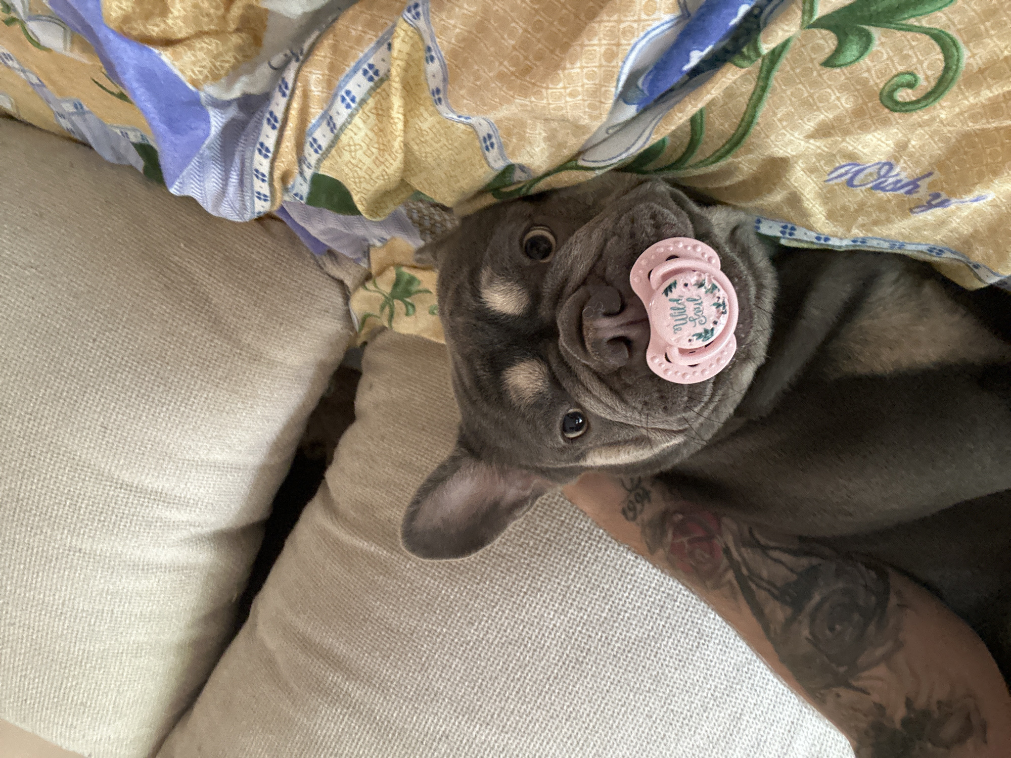 A close-up shot shows a French bulldog puppy lying on a bed with a pink pacifier in its mouth. The puppy has grey fur with tan markings around its eyes and muzzle. Its eyes are wide and dark, looking directly at the camera. The pacifier is decorated with a floral design and the words "Wild Soul" in cursive script.
The puppy is nestled among colorful bedding. The blanket on the right side of the image is a light yellow with a repeating pattern of small squares and a green vine-like design. There's also a strip of blue and white floral pattern visible. The left side of the bed has a pillow or cushion covered in a textured, light-colored fabric, possibly linen. Part of a person's arm, adorned with tattoos, is visible on the right side of the image, gently holding the puppy's head. The tattoos include a rose and some numbers that appear to be "1994".
The lighting suggests it might be daytime, possibly indoors. The overall mood is playful and affectionate, with the puppy's wide-eyed expression and the novelty of the pacifier. The setting appears to be a bedroom.