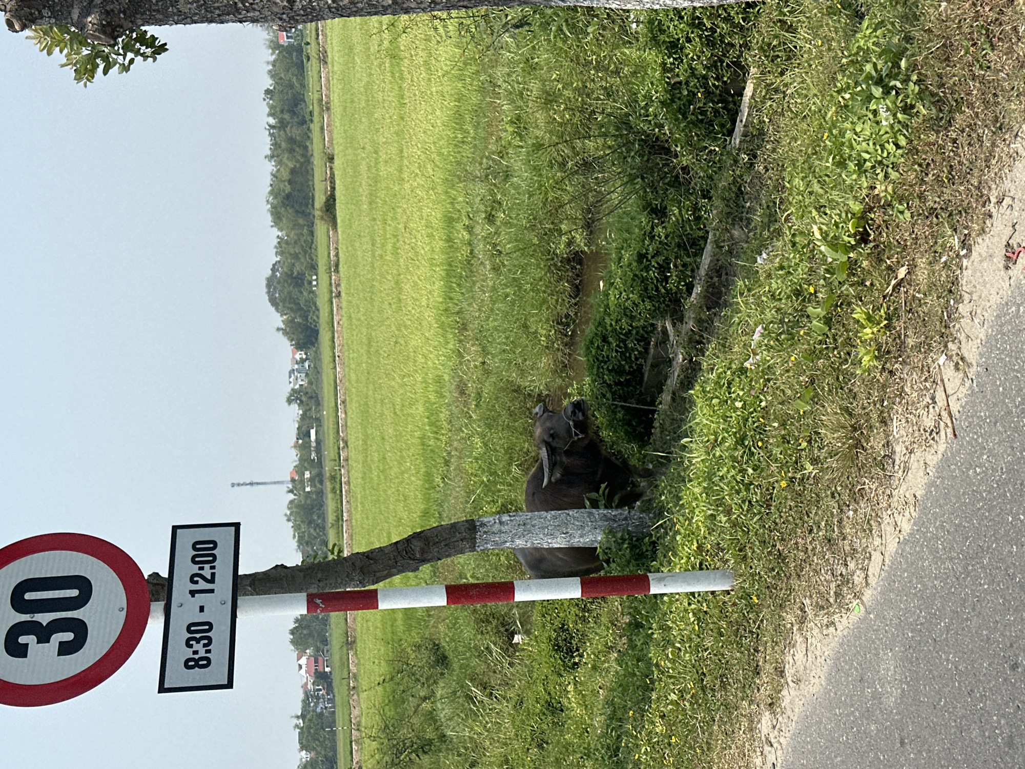 A rural scene in Hội An Ward, Vietnam, features a water buffalo partially obscured by a barrier with a red and white striped pole, a speed limit sign reading "30" (likely kilometers per hour), and a sign indicating restricted access between 8:30 and 12:00. The buffalo is near a ditch alongside a field of vibrant green vegetation. The roadside is overgrown with weeds. The background contains trees and buildings.