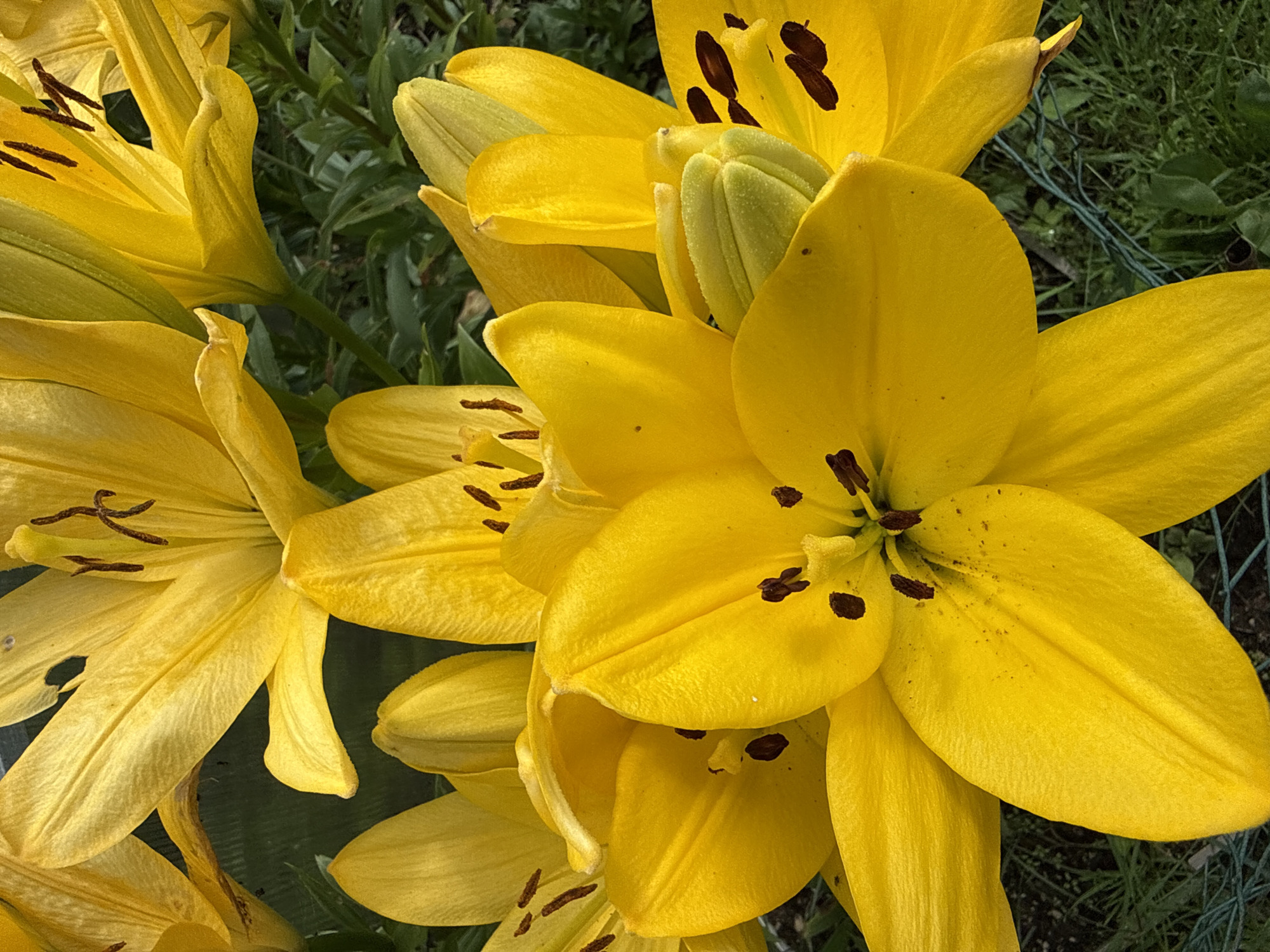 This is a close-up, eye-level, vertical, outdoor shot of several bright yellow lily flowers. The lilies are the dominant subject, filling the frame with their vibrant petals, some of which are unfurled and others partially closed. Prominent dark brown stamens are visible within the open blossoms, and a hint of a green lily bud is also present. The background consists of soft-focus green foliage and grass, suggesting a garden setting. A thin green mesh fence is visible in the lower portion of the image. The lighting appears to be natural sunlight, casting soft shadows and highlighting the texture of the petals. The specific location is noted as Žemieji Rusokai, Lithuania.