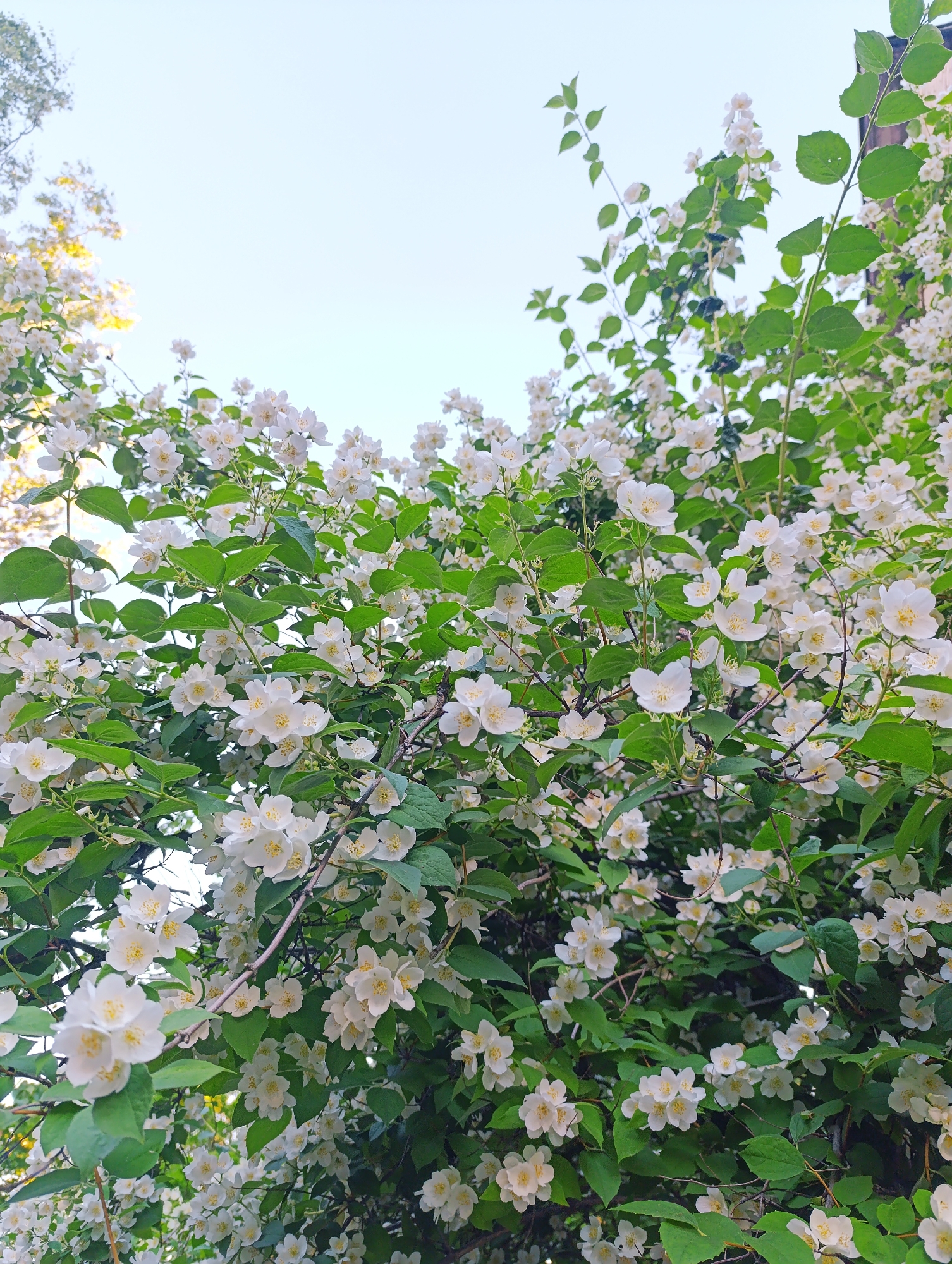 This media file shows a close-up view of a profusely blooming jasmine bush against a pale blue sky. The bush is laden with small, white, star-shaped flowers, many with yellow centers, and lush green leaves. The branches of the bush create a dense, layered effect, with some parts appearing more in focus than others. The lighting suggests it is daytime, possibly late afternoon or early morning given the soft, diffused light and the sky's hue. The overall impression is one of natural beauty and abundance, evoking a sense of tranquility and the peak of summer bloom. There are no people or text visible in the image. The location context provided is Chernogolovka, Russia, which aligns with the type of deciduous flora often found in such regions during warmer months.