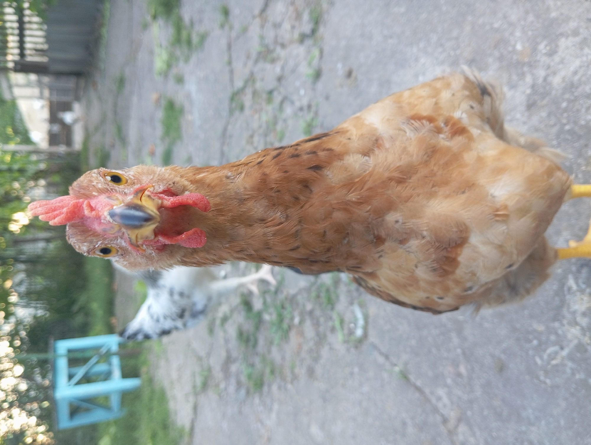 The image shows a close-up of a light brown chicken with a red comb, facing the camera. The chicken's head and upper body are in sharp focus, while the background is blurred. Behind the chicken, another chicken with speckled black and white feathers is partially visible. In the background, a small, bright blue wooden stool or bench is out of focus, as is a section of a grey, weathered fence or wall. The ground appears to be paved with concrete slabs, with patches of grass or weeds growing between them. The lighting suggests it is daytime, possibly late afternoon or early morning due to the warm tones and soft shadows. The scene appears to be an outdoor, rural or semi-rural setting, likely a backyard or farmyard in Keleberdivka, Ukraine. There are no people or visible text in the image. The chicken's expression is curious, with its bright eye looking directly at the viewer. The image is oriented vertically.