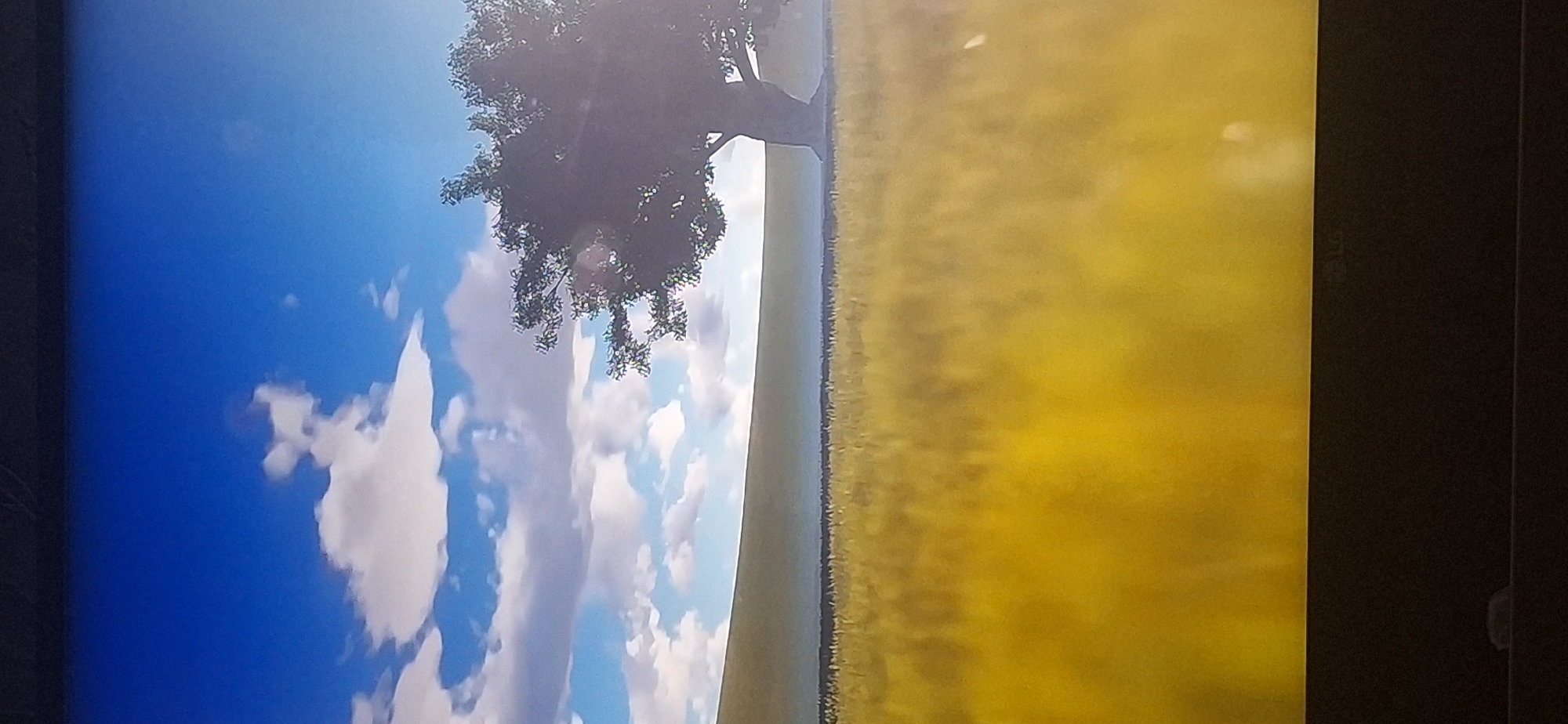 The image shows a digital rendering of a landscape. The scene features a bright blue sky with scattered white clouds. In the mid-ground, a large, dark green tree stands on a gently sloping hill. The foreground is dominated by a field of tall, golden grass, which appears slightly blurred, suggesting motion or a shallow depth of field. A dark line separates the golden grass from the hill. The bottom of the image shows a dark, flat surface, likely the bezel of a screen or monitor, with a faint "LG" logo visible. There are no people or specific identifiable landmarks to place this image within Bila Tserkva, Ukraine.