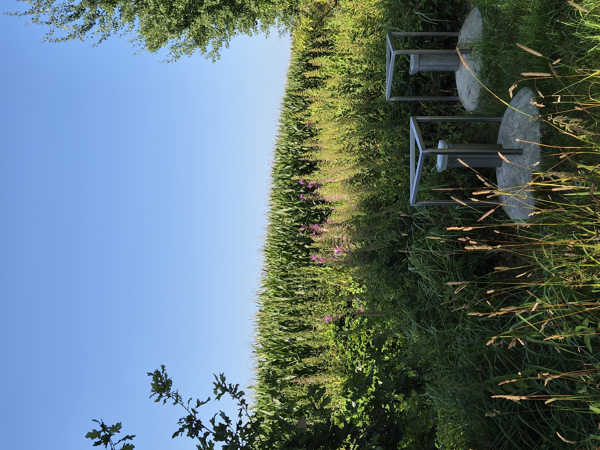 The image depicts an outdoor scene under a clear blue sky, with a large field of green corn dominating the background. In the foreground, there is lush green vegetation, including tall grasses and some flowering plants with small purple blossoms. Two cylindrical metal objects, each mounted on a concrete base and enclosed by a simple metal frame, are visible in the middle ground. These objects appear to be some form of public amenity, possibly waste receptacles or information points, and are set amidst the wilder vegetation. To the left and right edges of the frame, trees and foliage frame the scene. The overall impression is a rural or semi-rural setting, likely in Schiffdorf, Germany, given the presence of the cornfield and the style of the utilitarian structures. There are no people visible in the image.