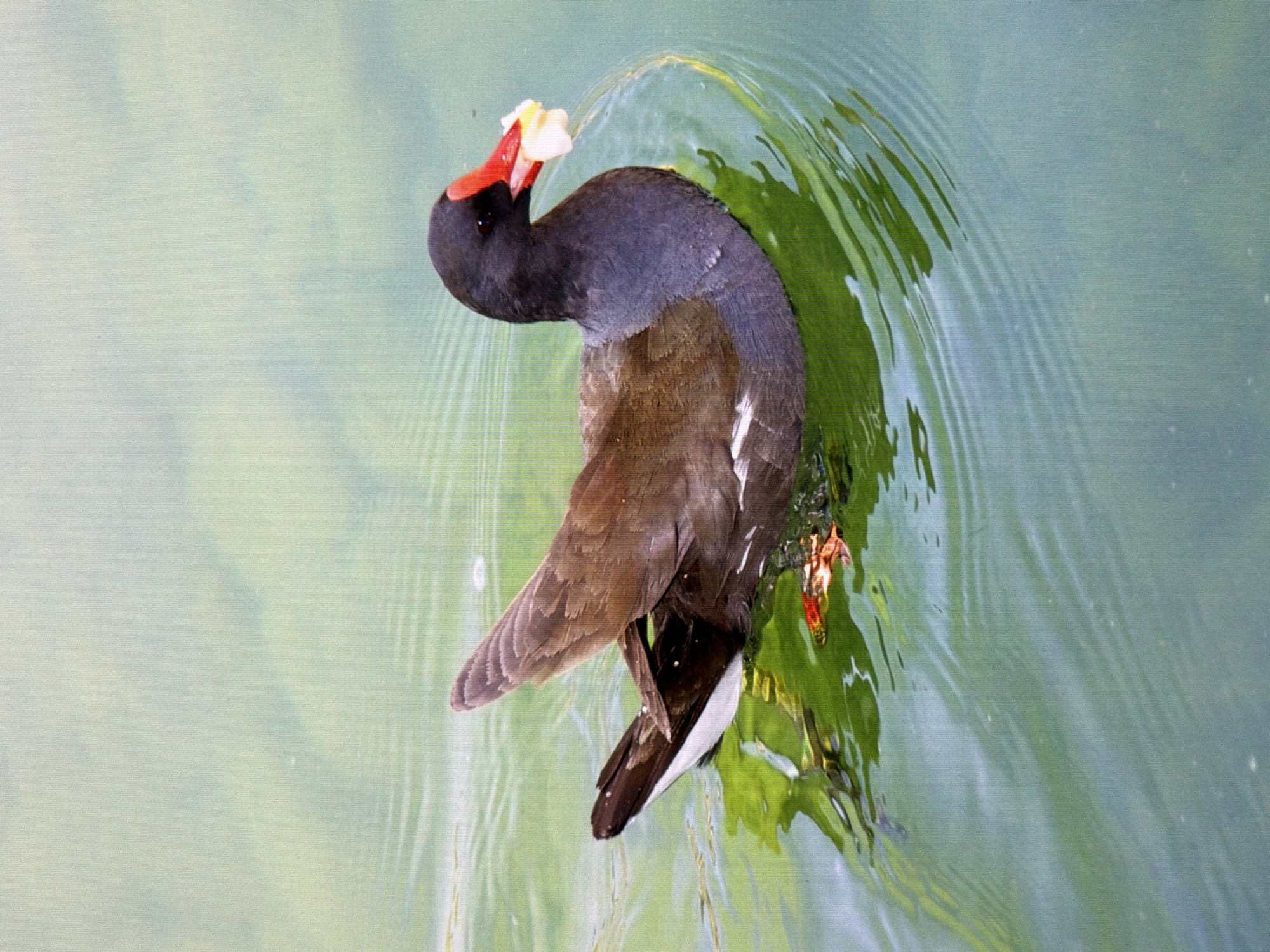 A common moorhen swims in the green water of a pond. Its head is dark with a red beak and a yellow tip. It has a piece of food in its beak. Its body is brown with white markings on its wing. The water is calm with slight ripples. The background is a blurred green color, suggesting vegetation or shallow water. The image does not contain any specific landmarks or indications of location within Kyiv, Ukraine.