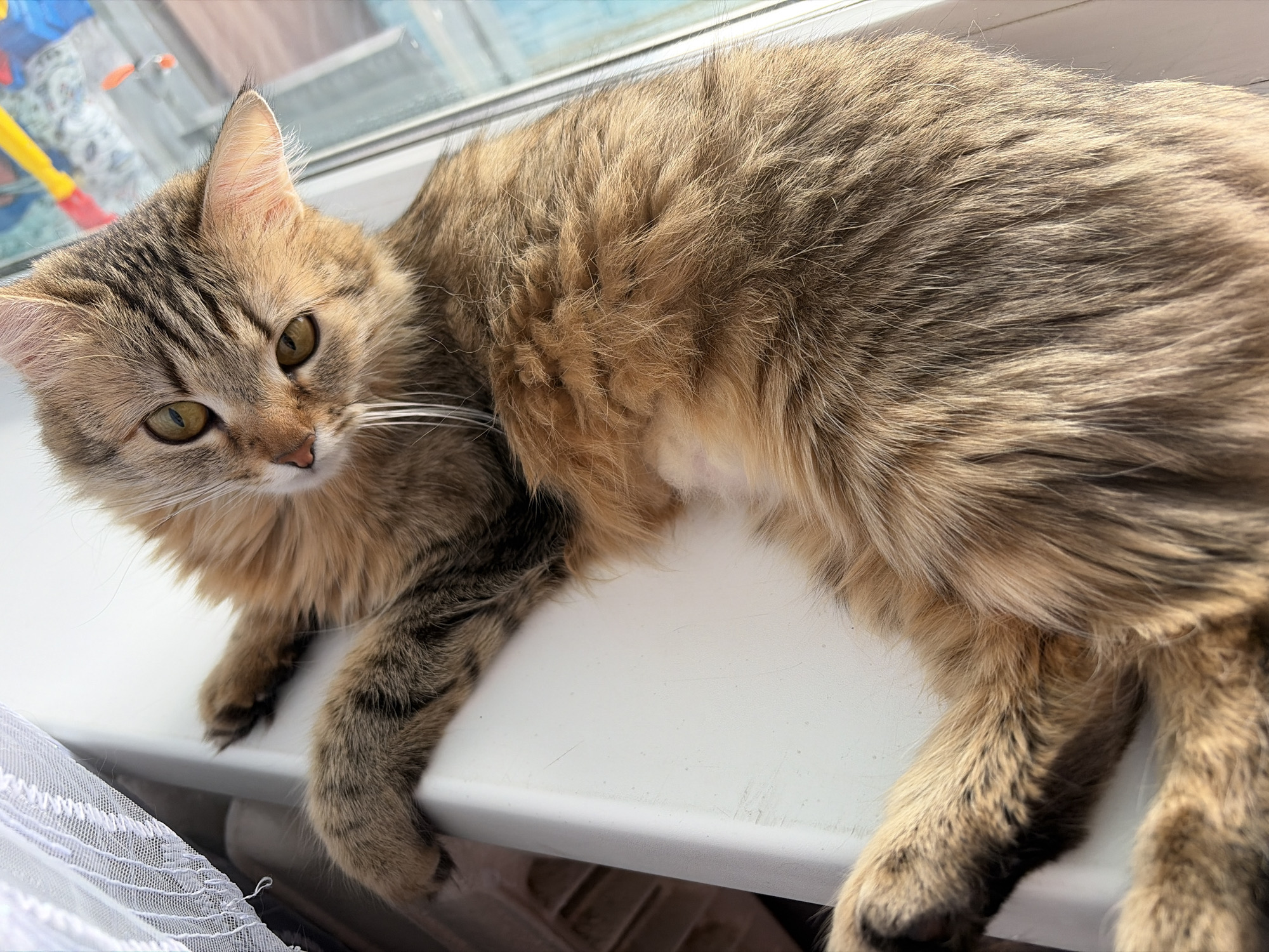 A tan and brown tabby cat with long fur and yellowish-green eyes is lying on a white windowsill. The cat is looking at the camera. A sheer white curtain is visible in the lower left corner. A blurry view of the outside is seen through the window.
