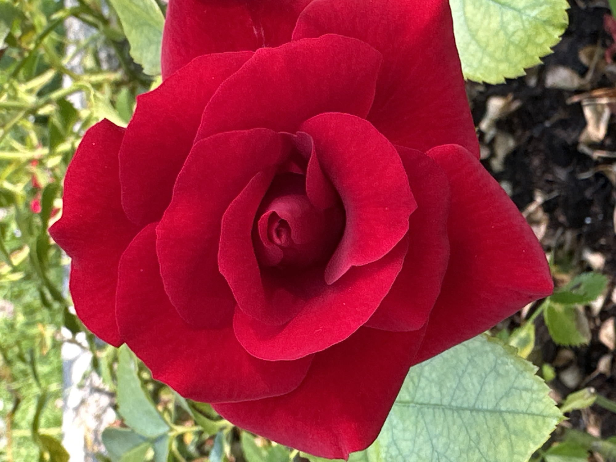 This is a close-up, eye-level shot of a vibrant red rose in full bloom. The rose is the central subject, filling most of the frame with its velvety petals unfurling in a spiral pattern. The deep red hue is rich and saturated, with subtle variations in tone that highlight the texture and curves of the petals. Tiny dewdrops are visible on some of the petals, suggesting recent moisture.
The background is softly blurred, providing context without distraction. To the left, blurred green foliage and stems indicate the rose is part of a garden or plant. To the right and bottom, the ground is visible, covered with dark soil and scattered dry leaves or mulch. A light green rose leaf with visible veins is in the lower right portion of the image, adding a contrasting color and detail.
The lighting appears to be natural daylight, casting a soft glow on the rose. The overall mood is one of natural beauty and tranquility. There is no visible text in the image. The location context of Conegliano, Italy, suggests this rose may be found in a garden or park in that region.