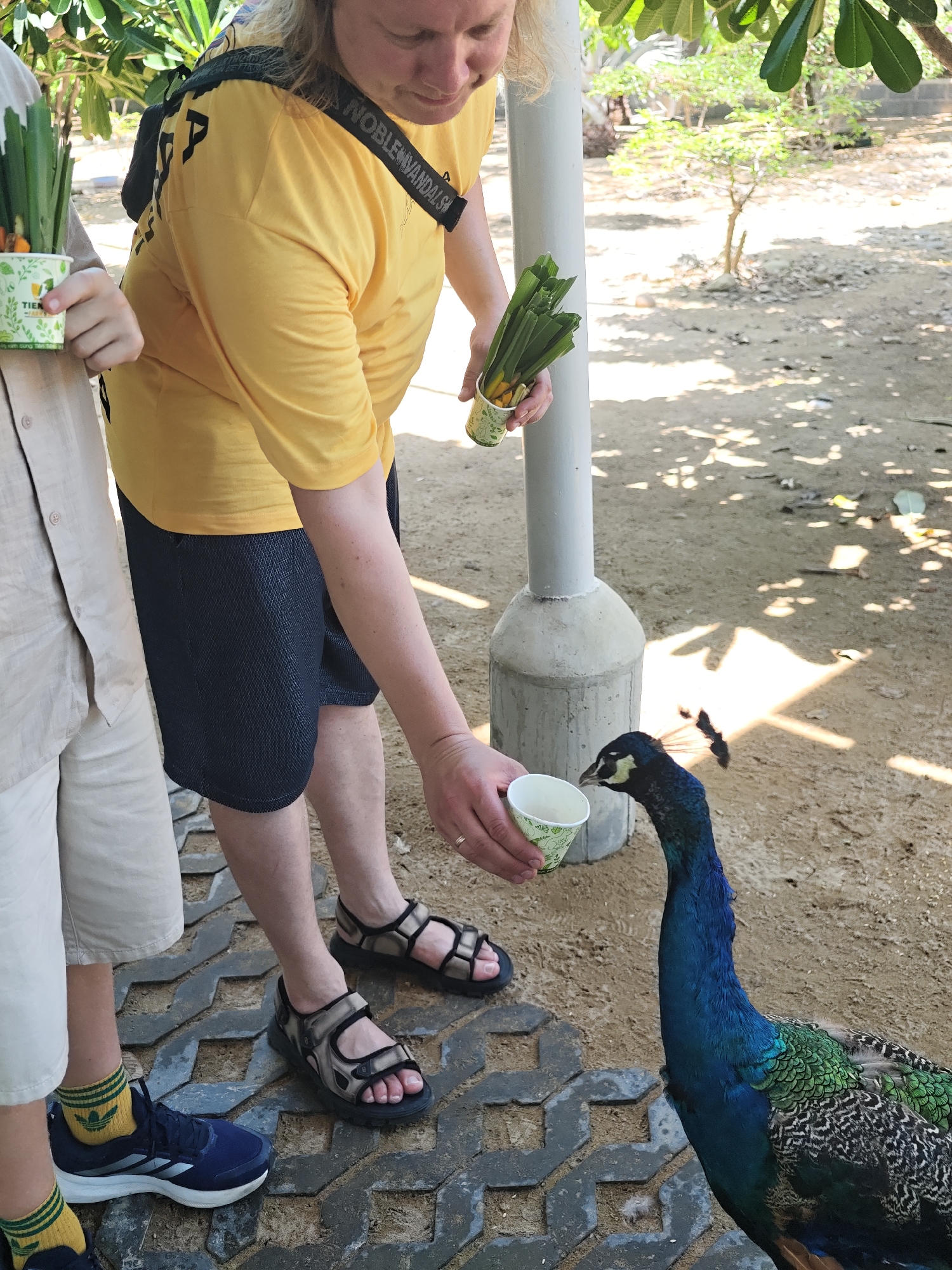 In Phước Hải, Vietnam, a person in a yellow t-shirt and dark shorts is offering food to a peacock. The peacock, with its iridescent blue and green plumage, is shown with its head extended towards a small white cup held by the person. The person is also holding another cup filled with green stalks of some kind of plant. A second person, wearing a light-colored shirt and shorts, stands nearby holding a similar cup of green stalks. They are on a paved walkway with a sandy area to the right. A grey pole is visible behind the person feeding the peacock.