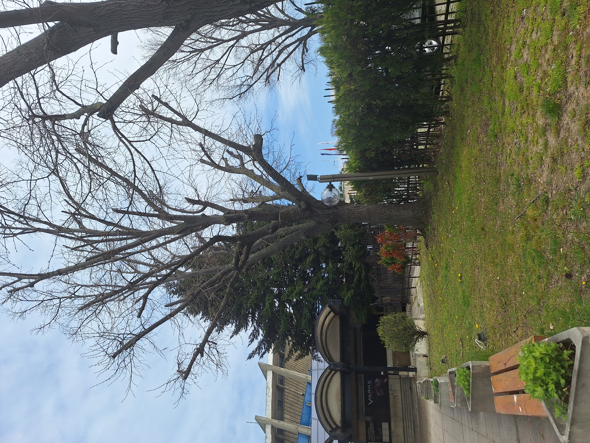 The image shows an outdoor scene in Varna, Bulgaria, with a partially bare tree dominating the left side of the frame. The tree's branches extend toward the sky, which is visible through the gaps and reveals a mix of blue and white clouds. The tree trunk features a light fixture attached to it.
Adjacent to the tree is a green grassy area, bordered by a fence and a row of dense green shrubbery. A light pole runs along the edge of this shrubbery. In the background, obscured by the shrubbery, are a few flags.
In the foreground, there's a sidewalk lined with planters containing greenery, and a wooden bench is partially visible. The architecture of a building with a blue and white facade can be seen behind the planters. A sign indicates the presence of "VARNA FOOD CLUB".