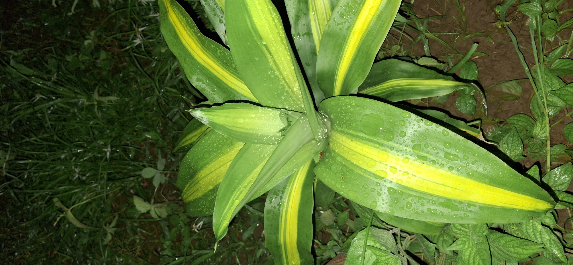 An overhead, medium shot captures a vibrant green plant with striking yellow variegation, its broad leaves glistening with numerous water droplets. The plant appears to be outdoors, with a background of lush green grass, soil, and other foliage. The lighting suggests it might be dusk or a dimly lit environment. The overall impression is one of natural beauty and freshness, possibly after a rain shower. The location is identified as Vallecito, Venezuela. There are no people or animals visible in the image.
