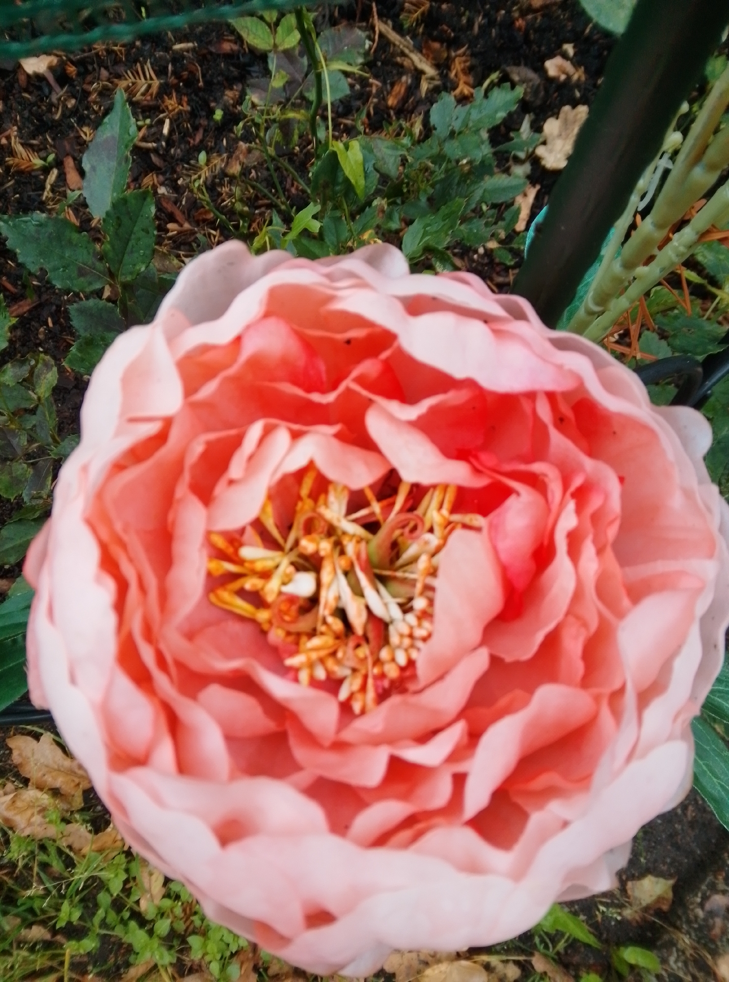 A close-up, overhead shot shows a large, pink, artificial peony flower. The flower has many delicate, layered petals and a center filled with thin, yellow filaments. The flower is positioned on the ground, surrounded by dark soil, green leaves, and some dry, brown leaves. A dark vertical post, possibly part of a fence or support structure, is visible to the right of the flower, along with some green mesh netting above it. The scene appears to be outdoors, possibly in a garden or park. No people are present.