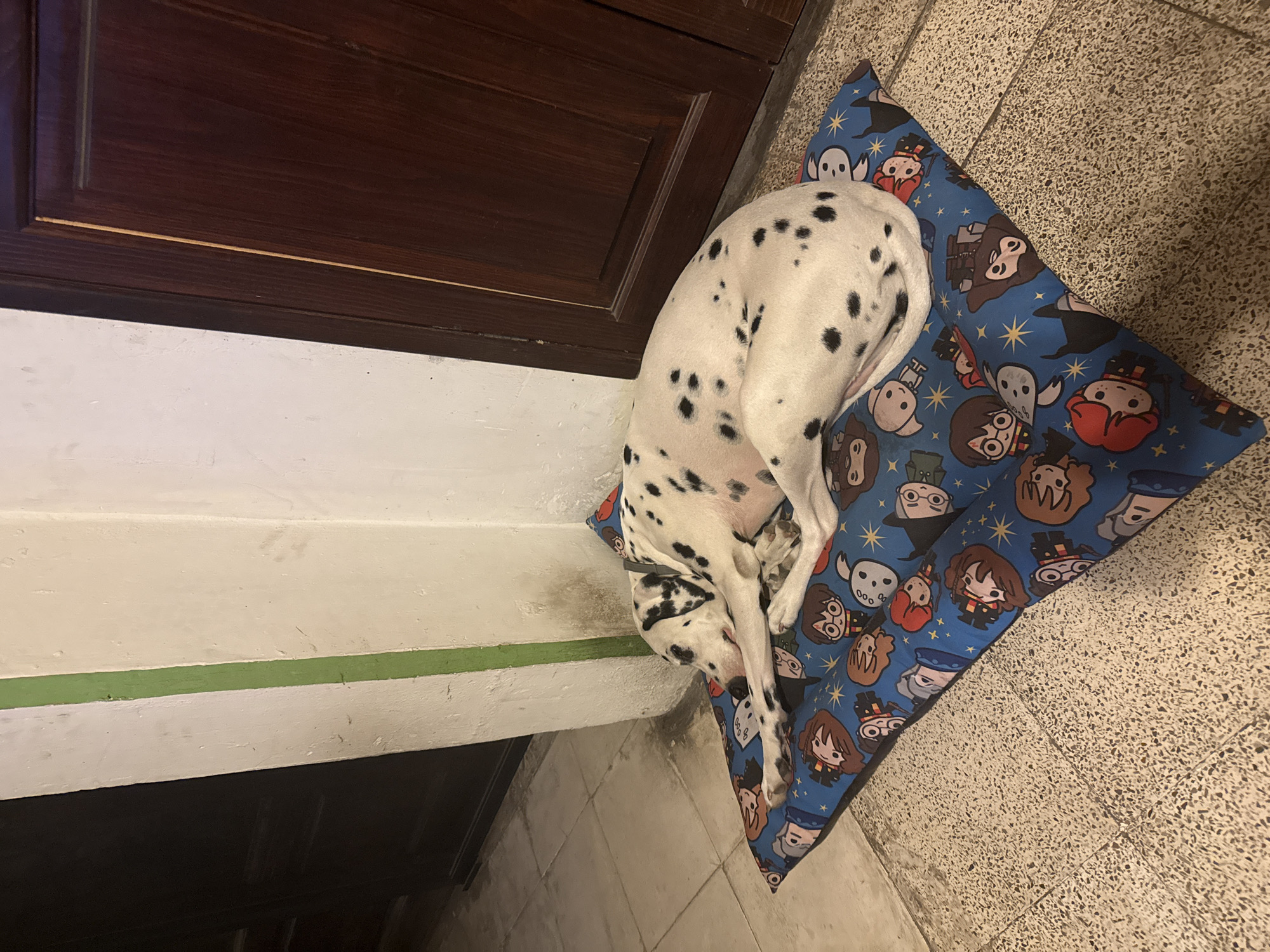 A Dalmatian dog is sleeping on a blue Harry Potter-themed dog bed. The dog is positioned on a tiled floor next to a white wall with a green stripe and a dark brown door or cabinet. The location is an interior space, likely in Xochitepec, Mexico.